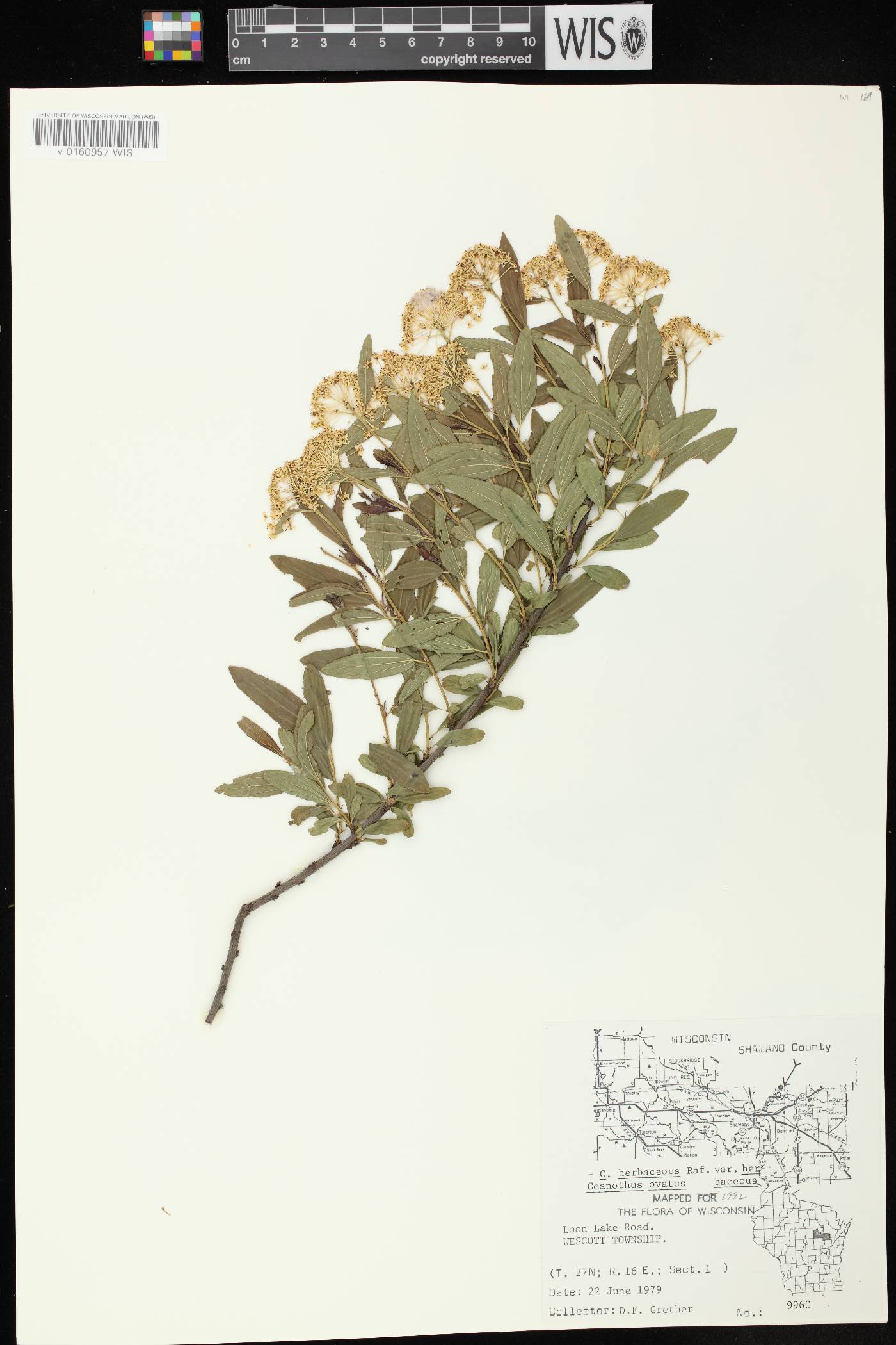 Ceanothus herbaceus image