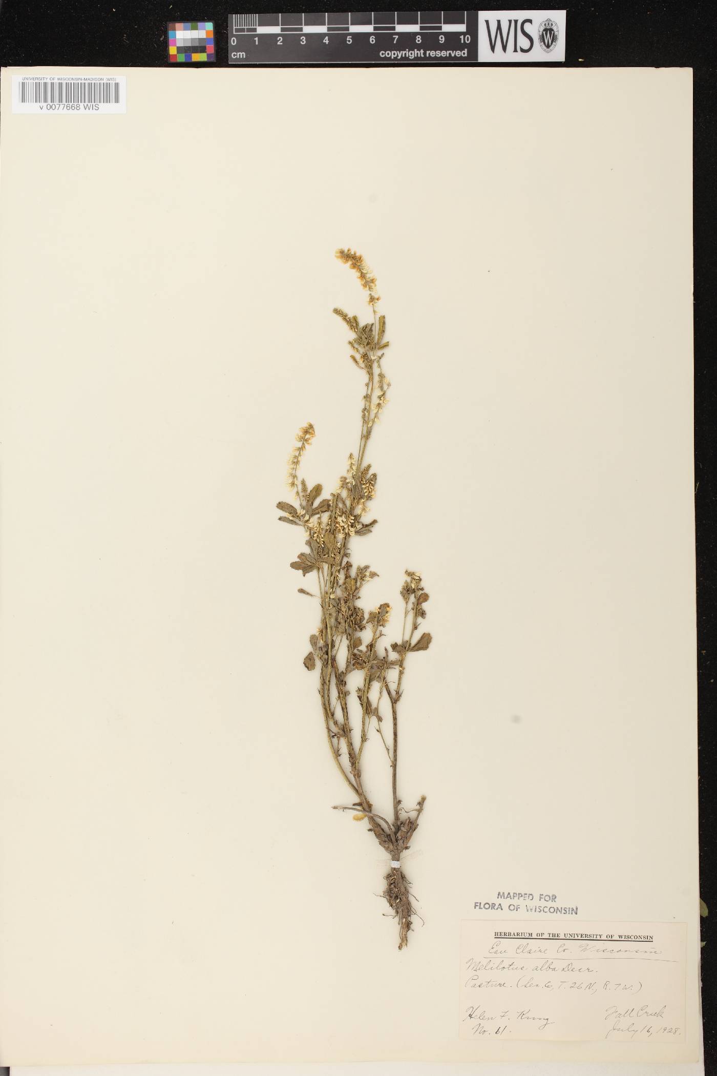 Melilotus albus image