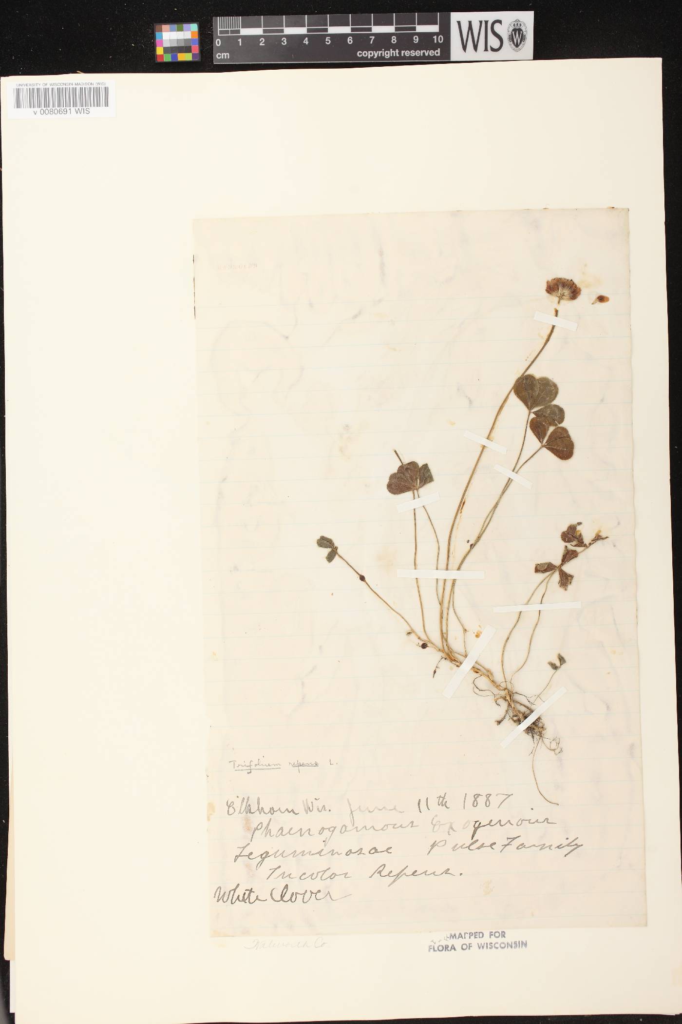 Trifolium repens image
