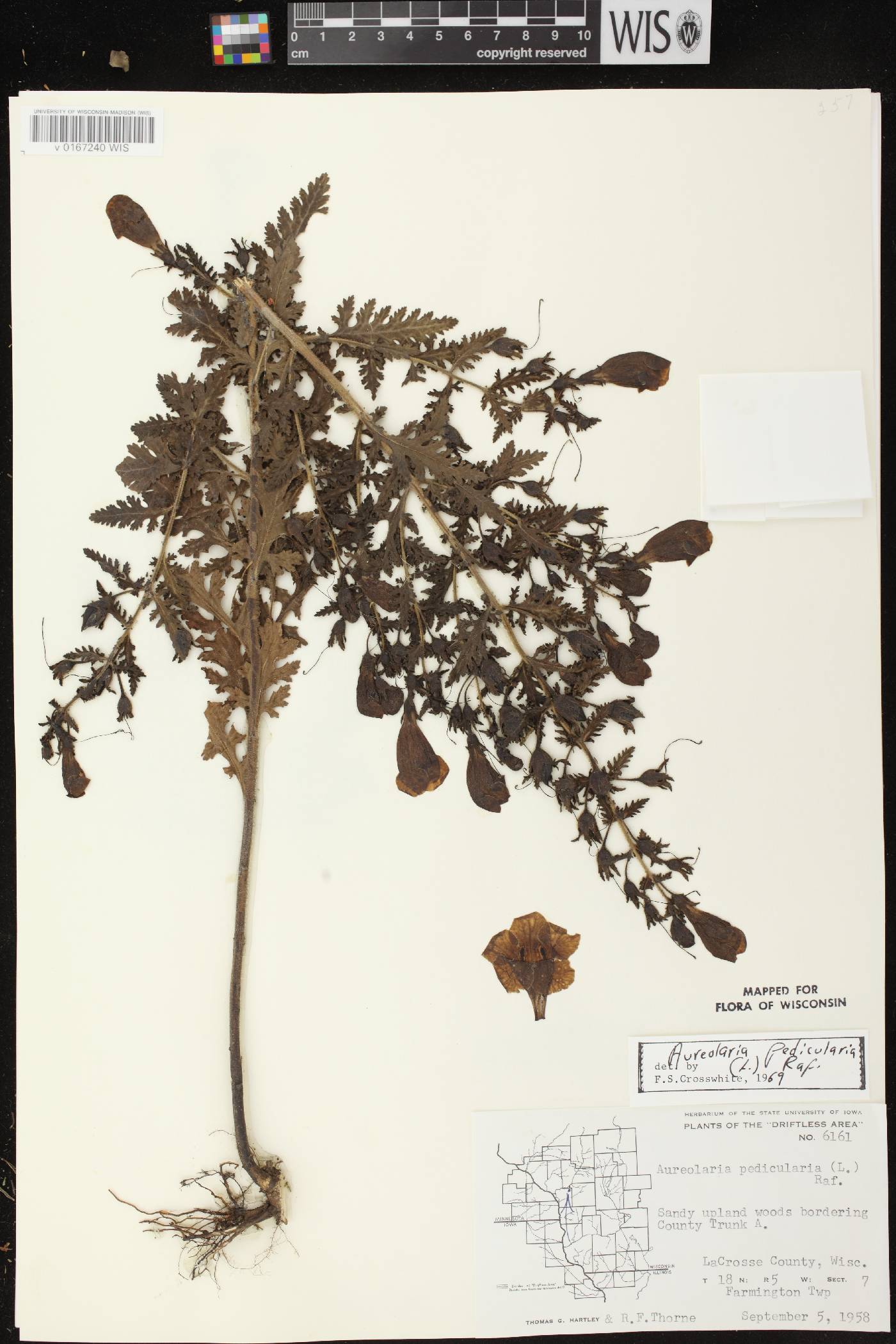 Aureolaria pedicularia image