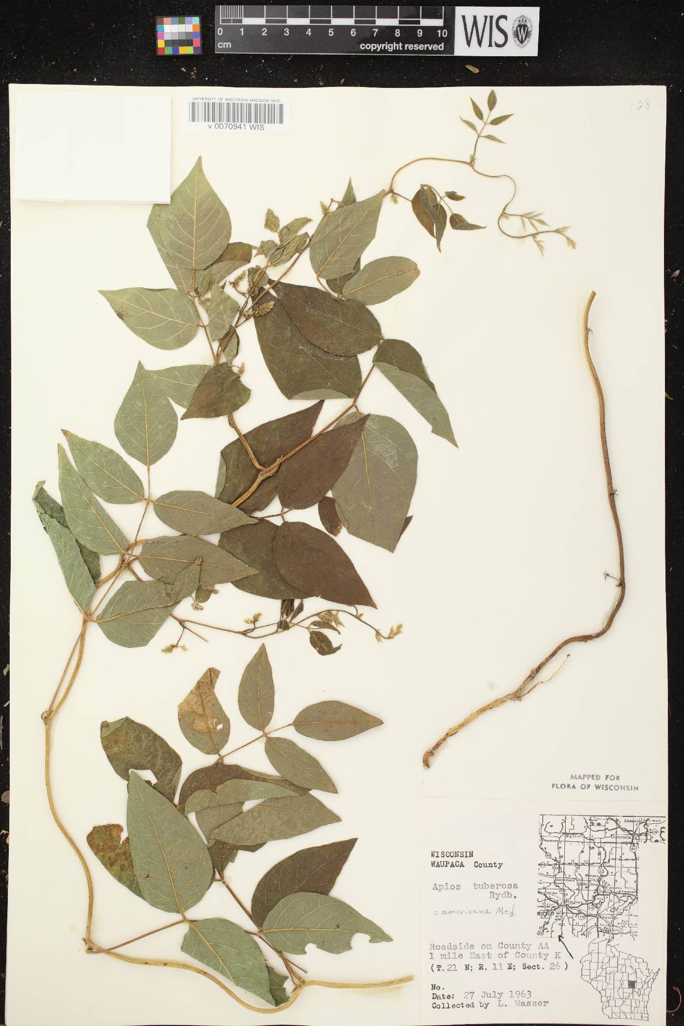 Apios americana image