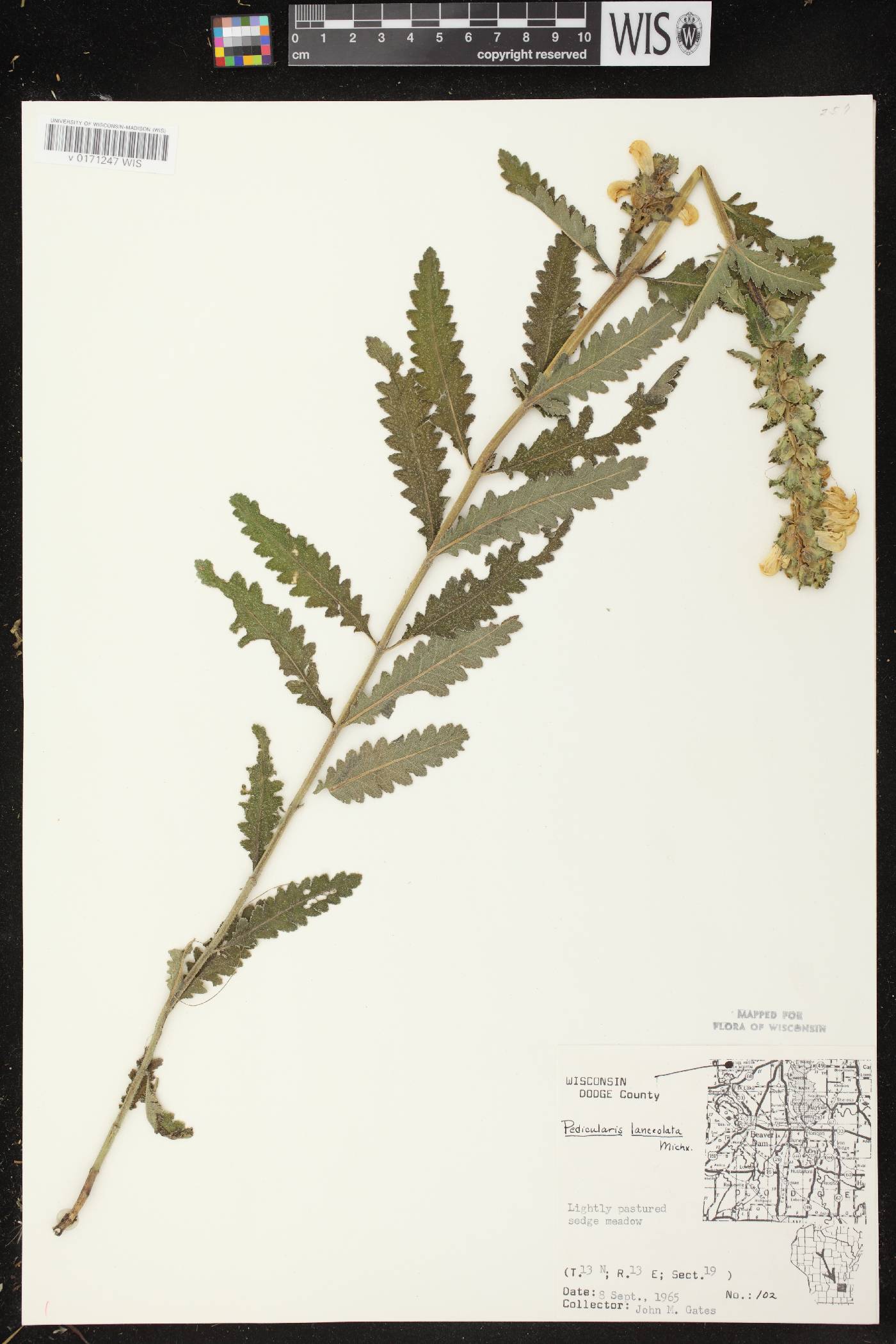 Pedicularis lanceolata image