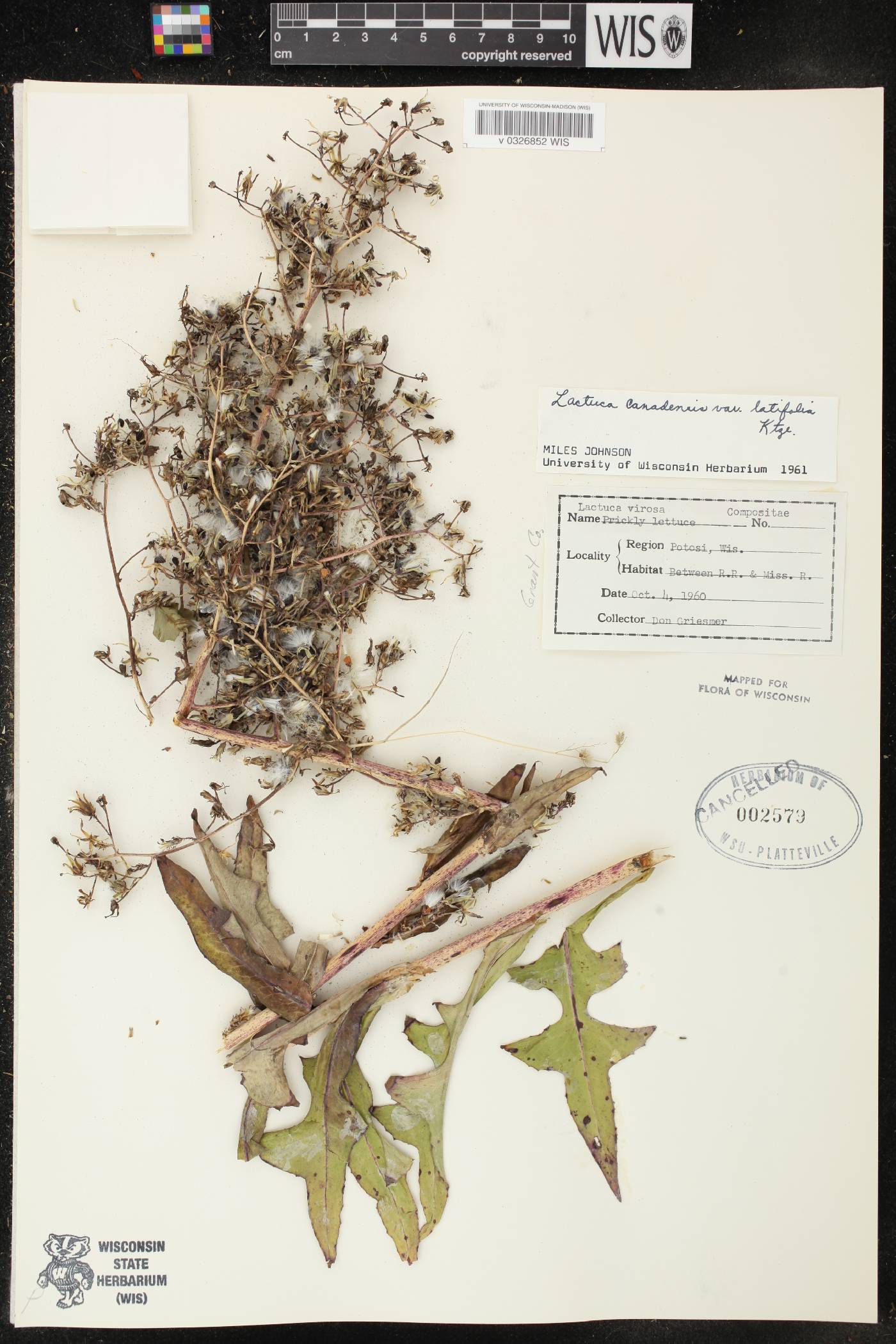 Lactuca canadensis image