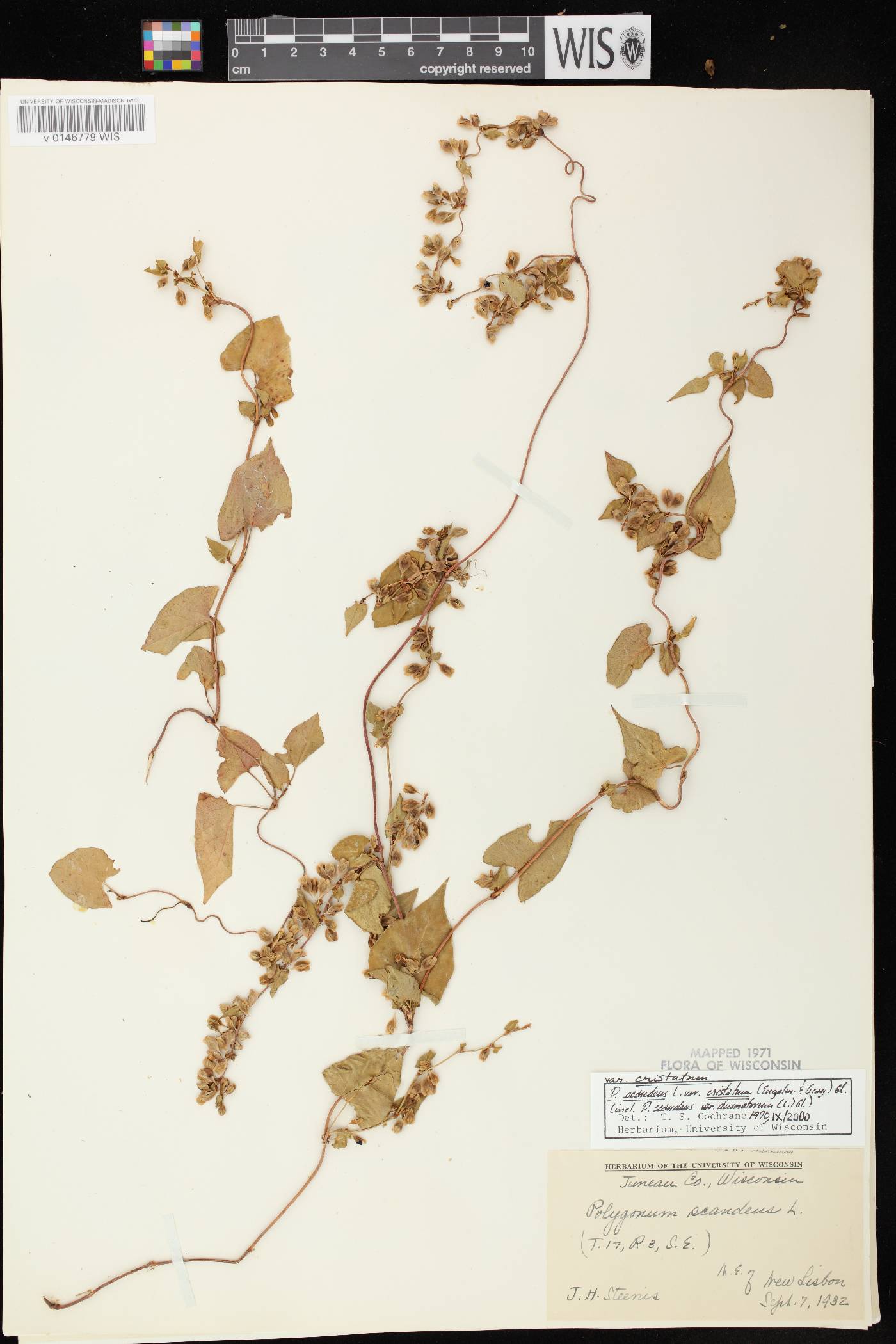 Fallopia scandens image