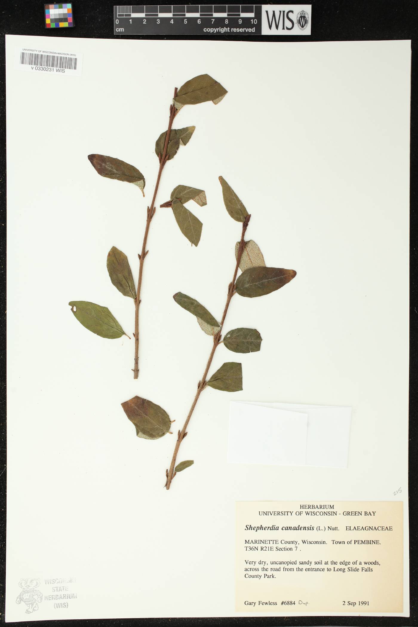 Shepherdia canadensis image
