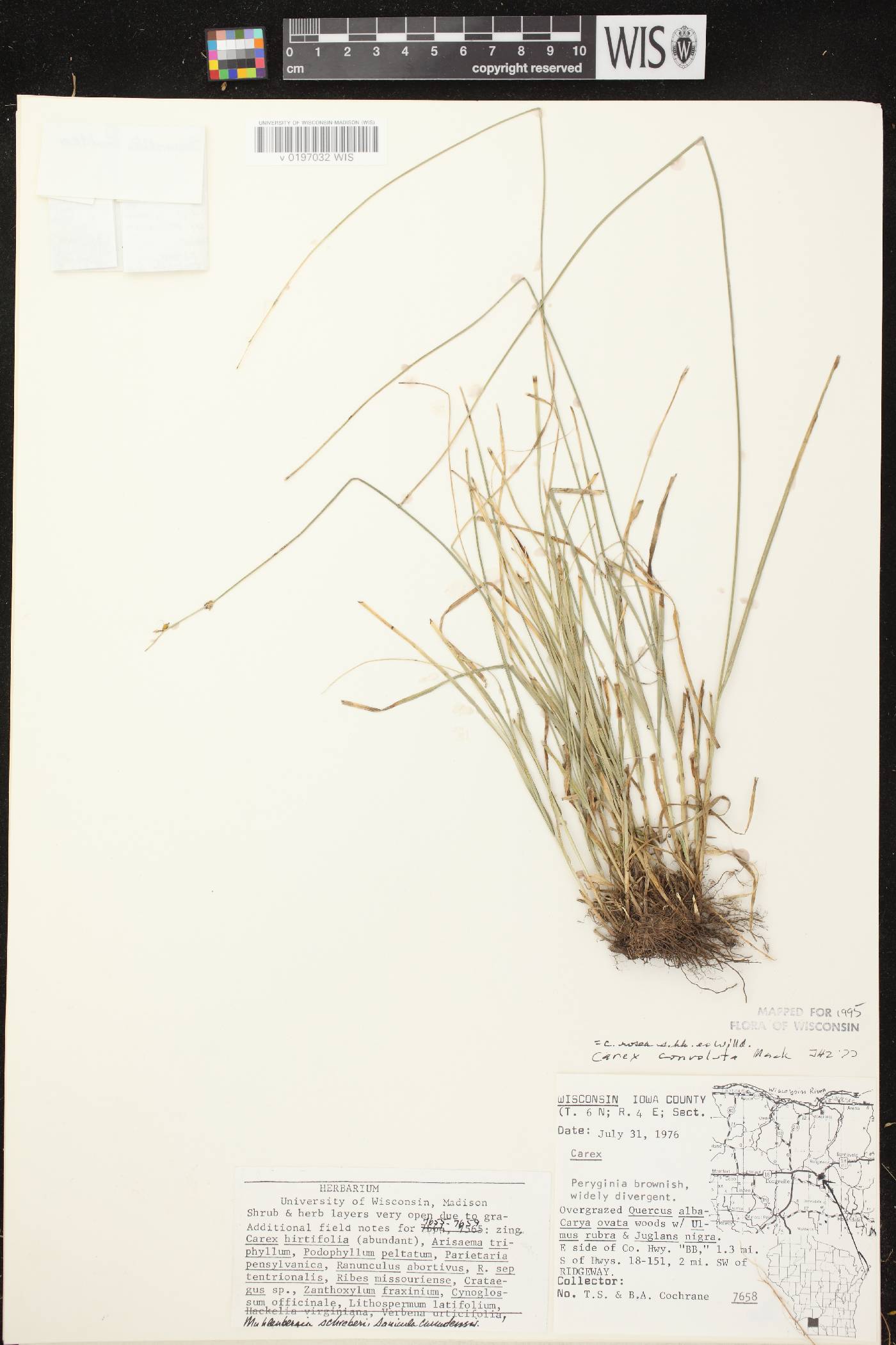 Carex rosea image