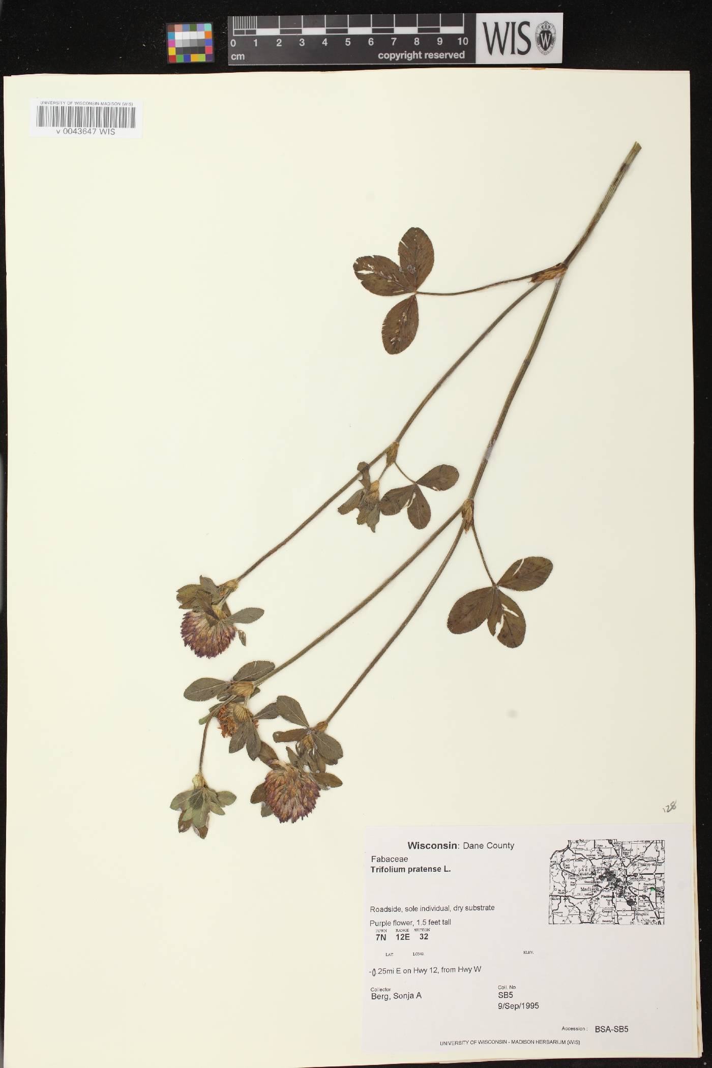 Trifolium pratense image