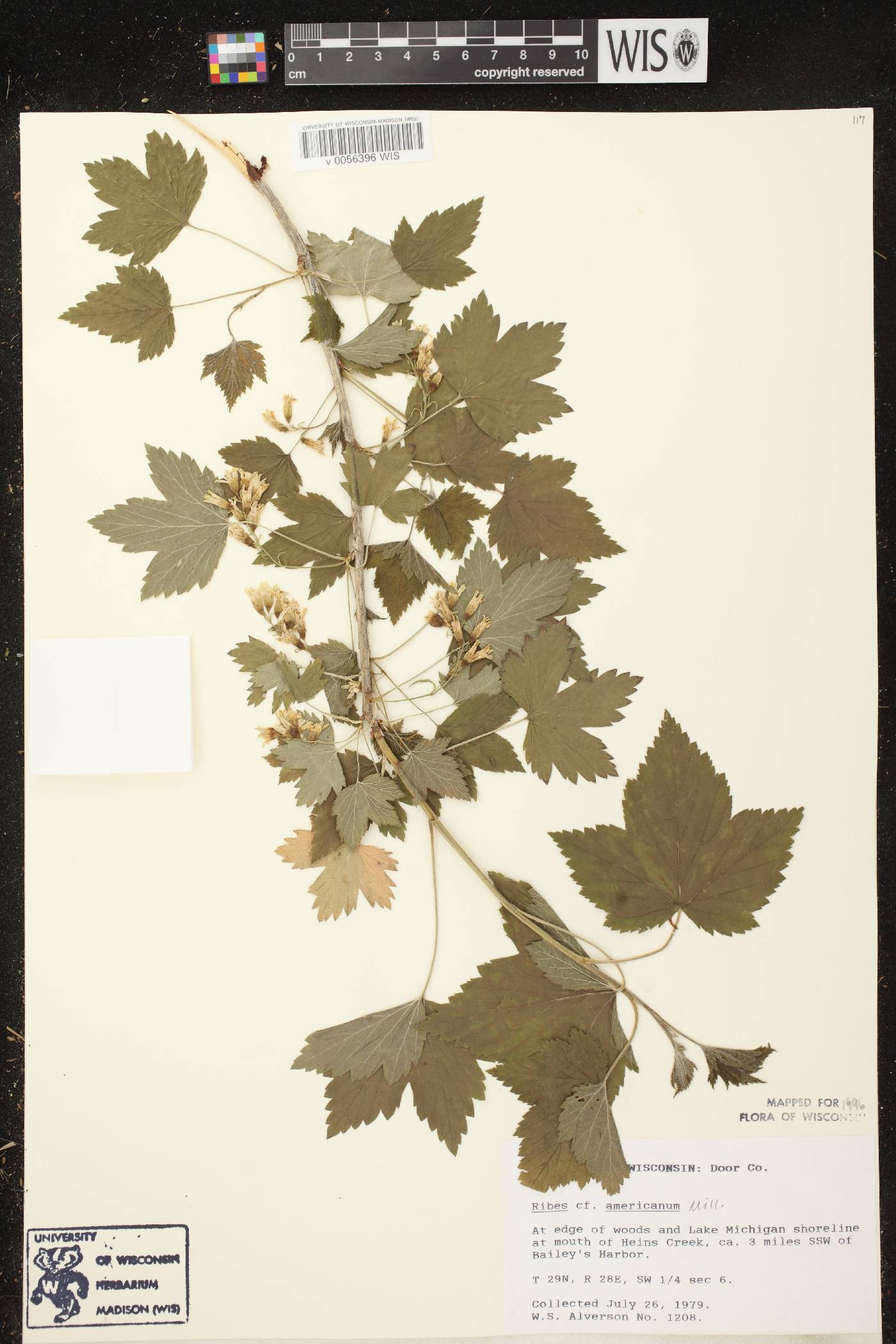 Ribes americanum image