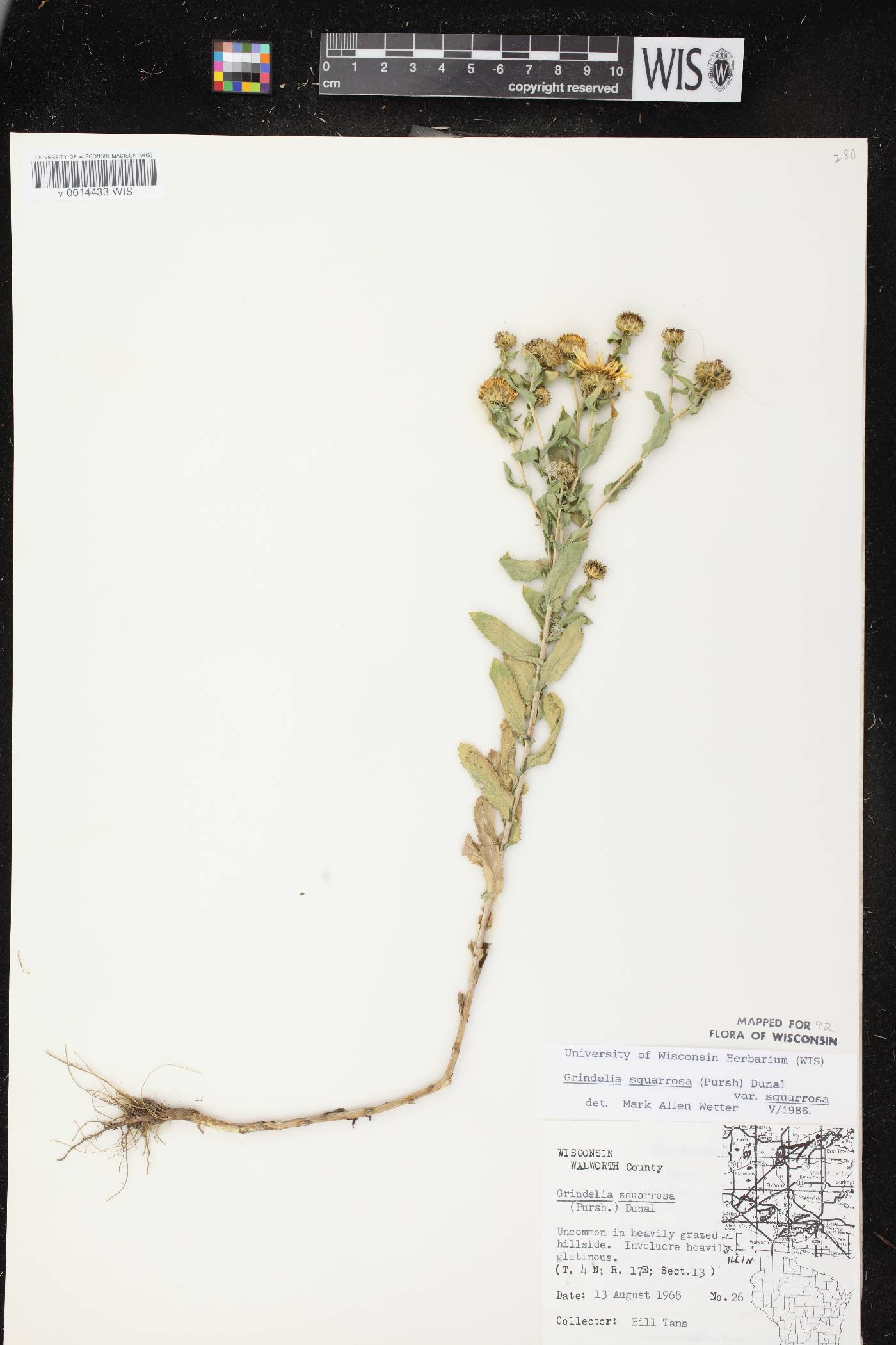 Grindelia squarrosa image