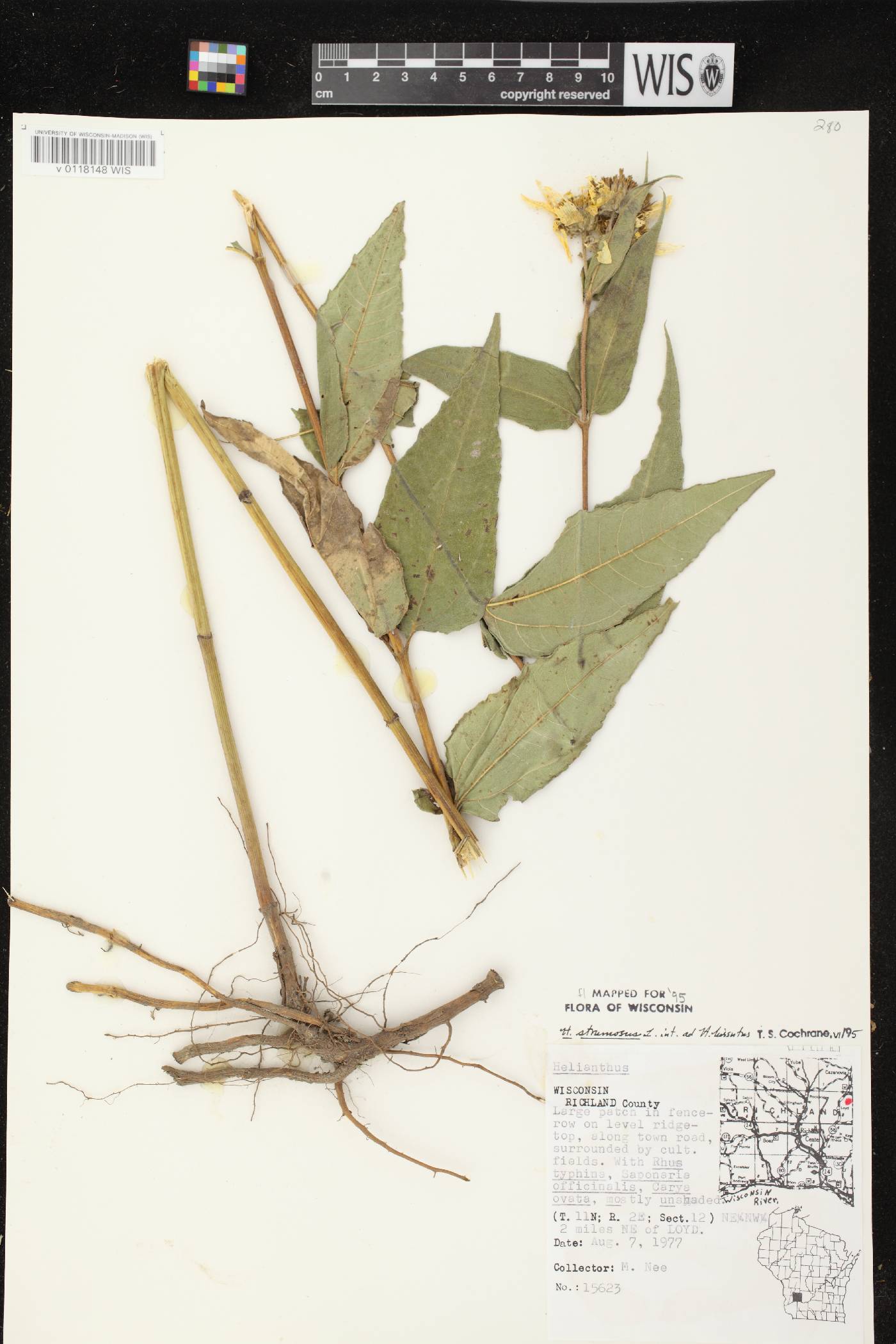 Helianthus strumosus image