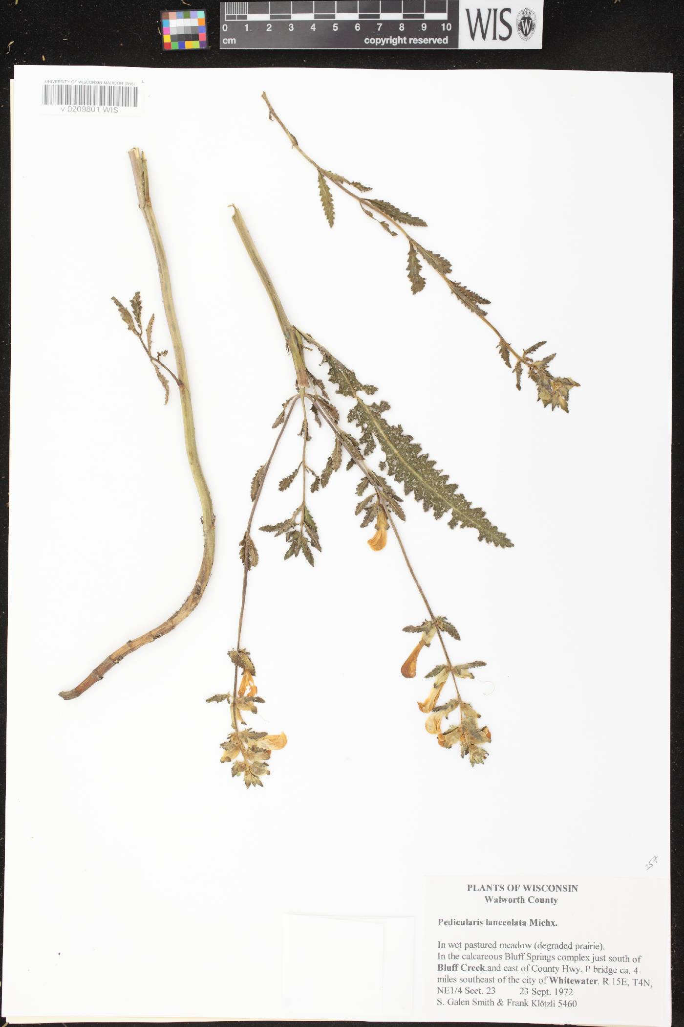 Pedicularis lanceolata image