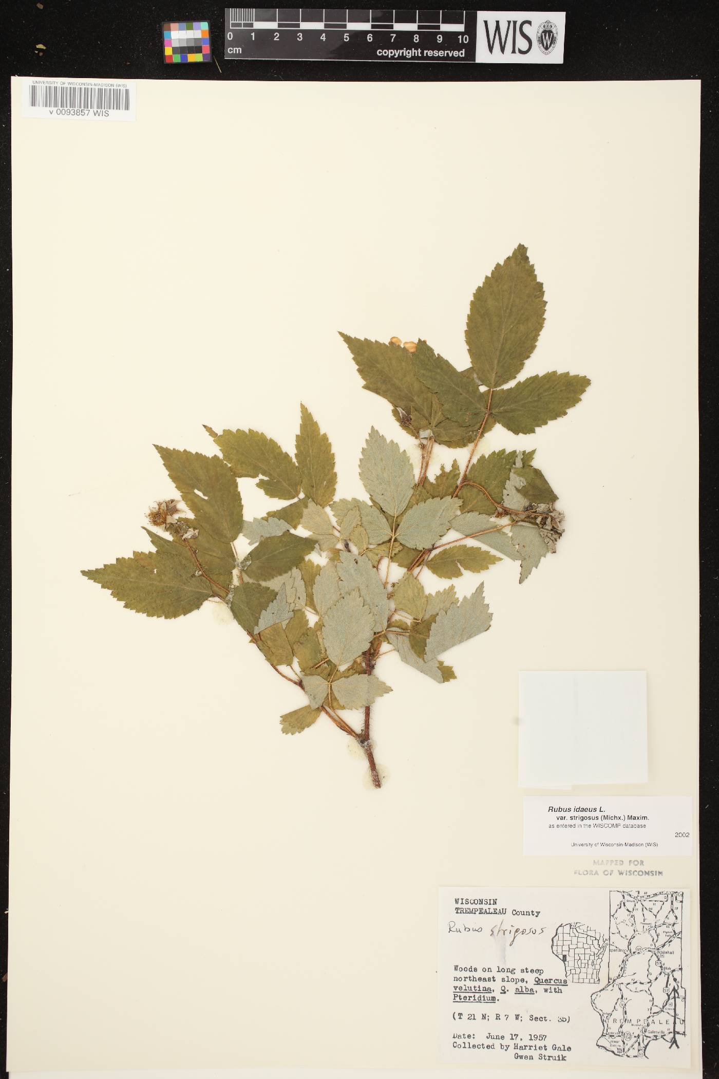 Rubus idaeus subsp. strigosus image