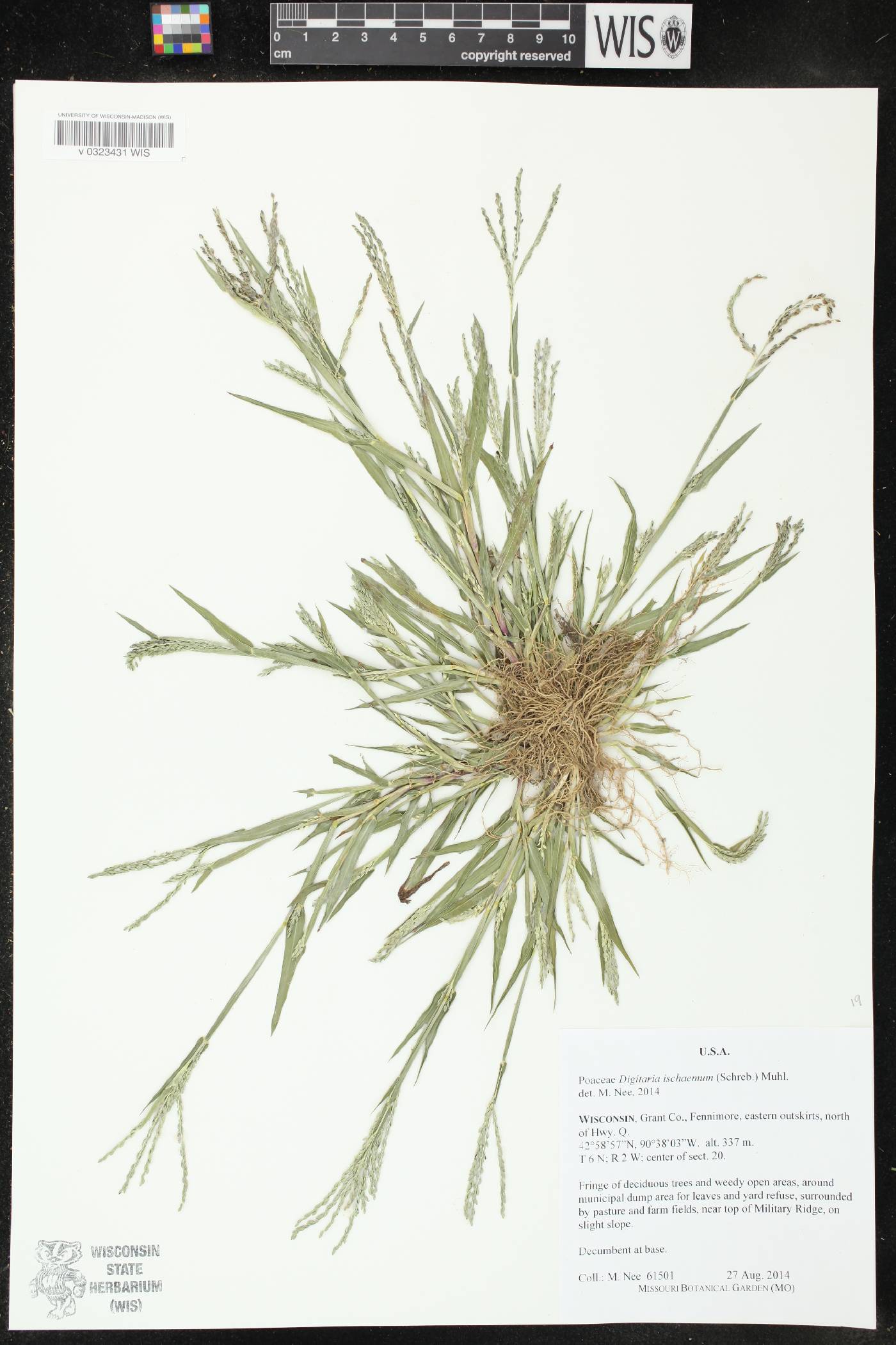 Digitaria ischaemum image