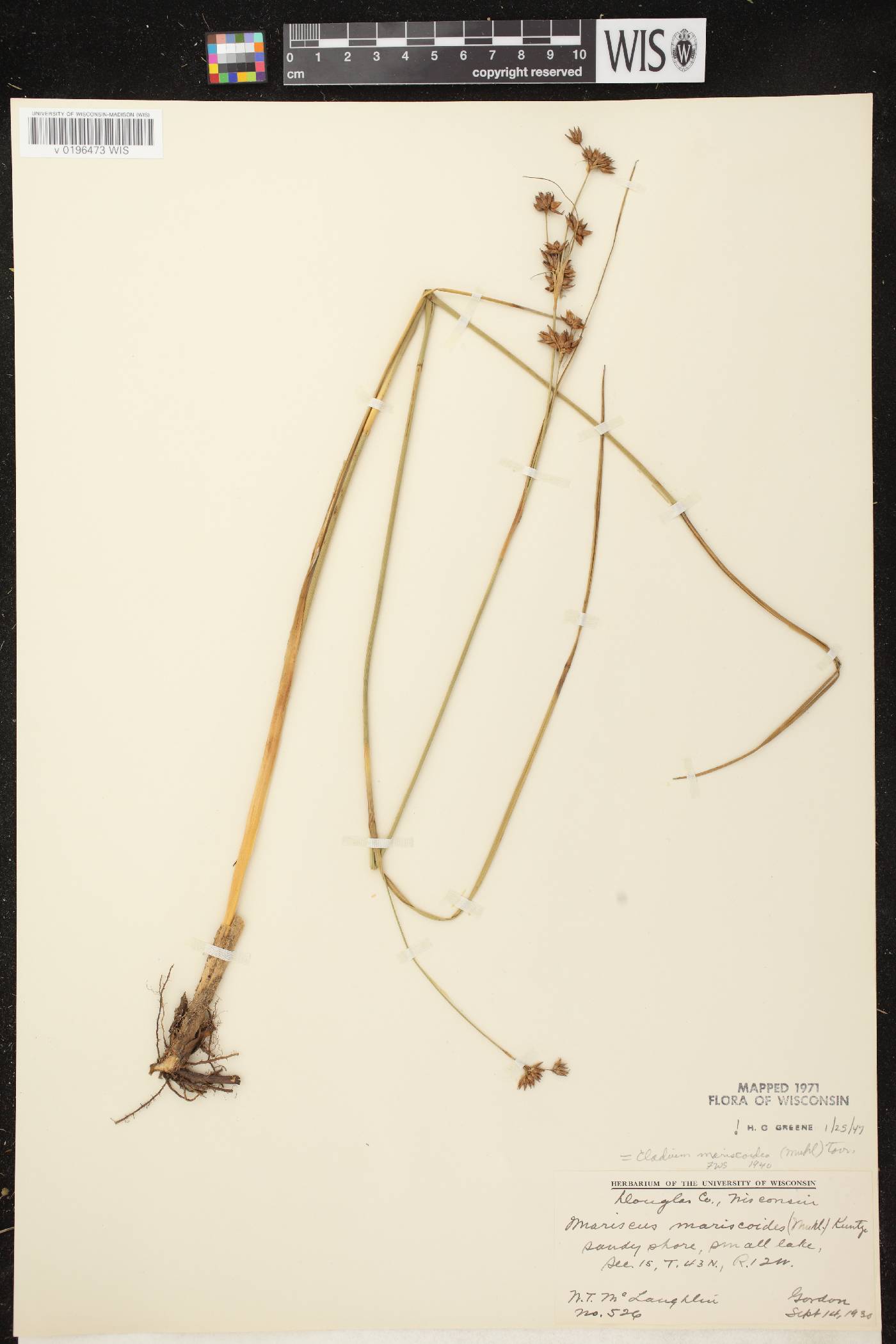 Cladium mariscoides image