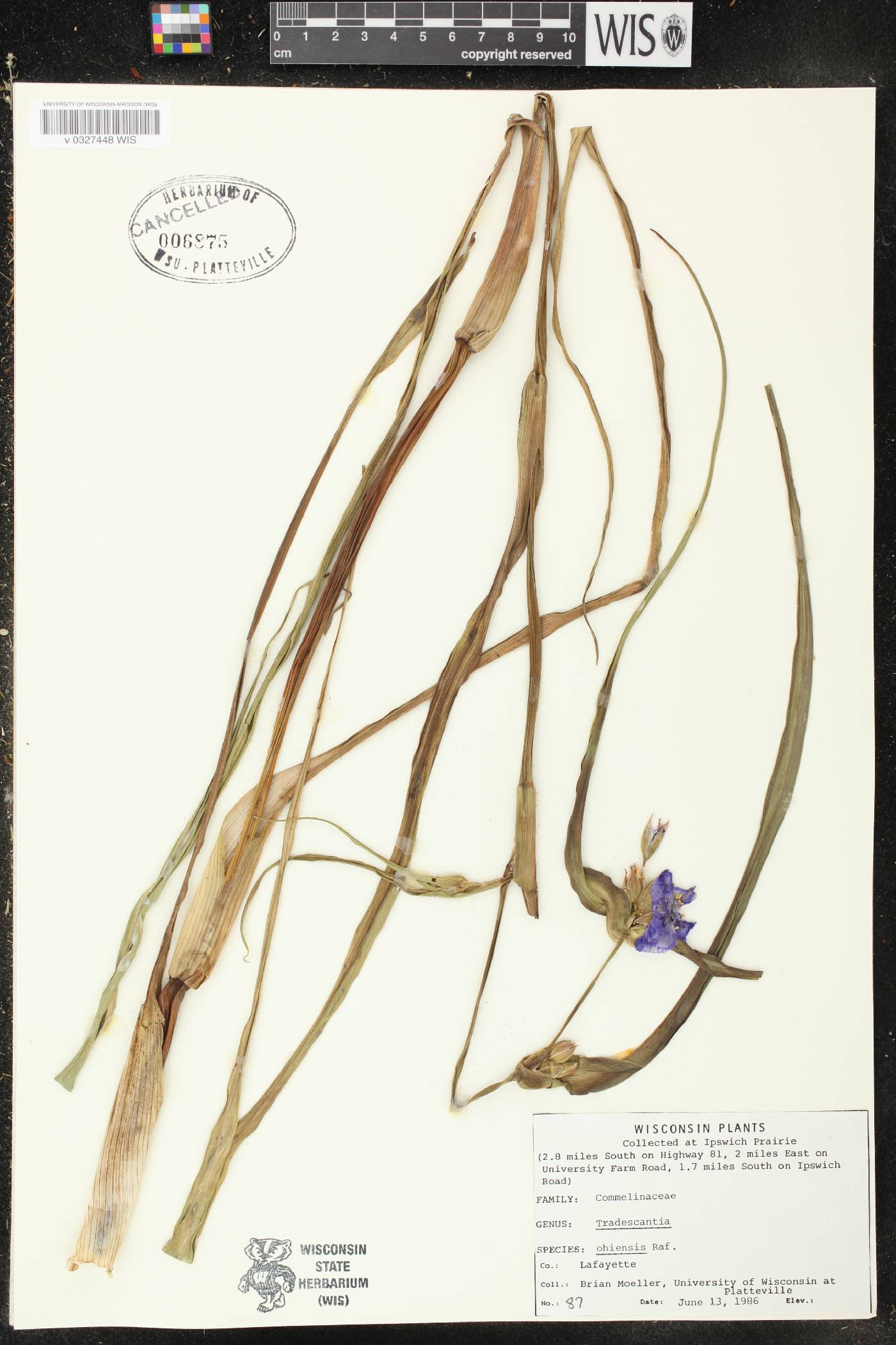 Tradescantia ohiensis image