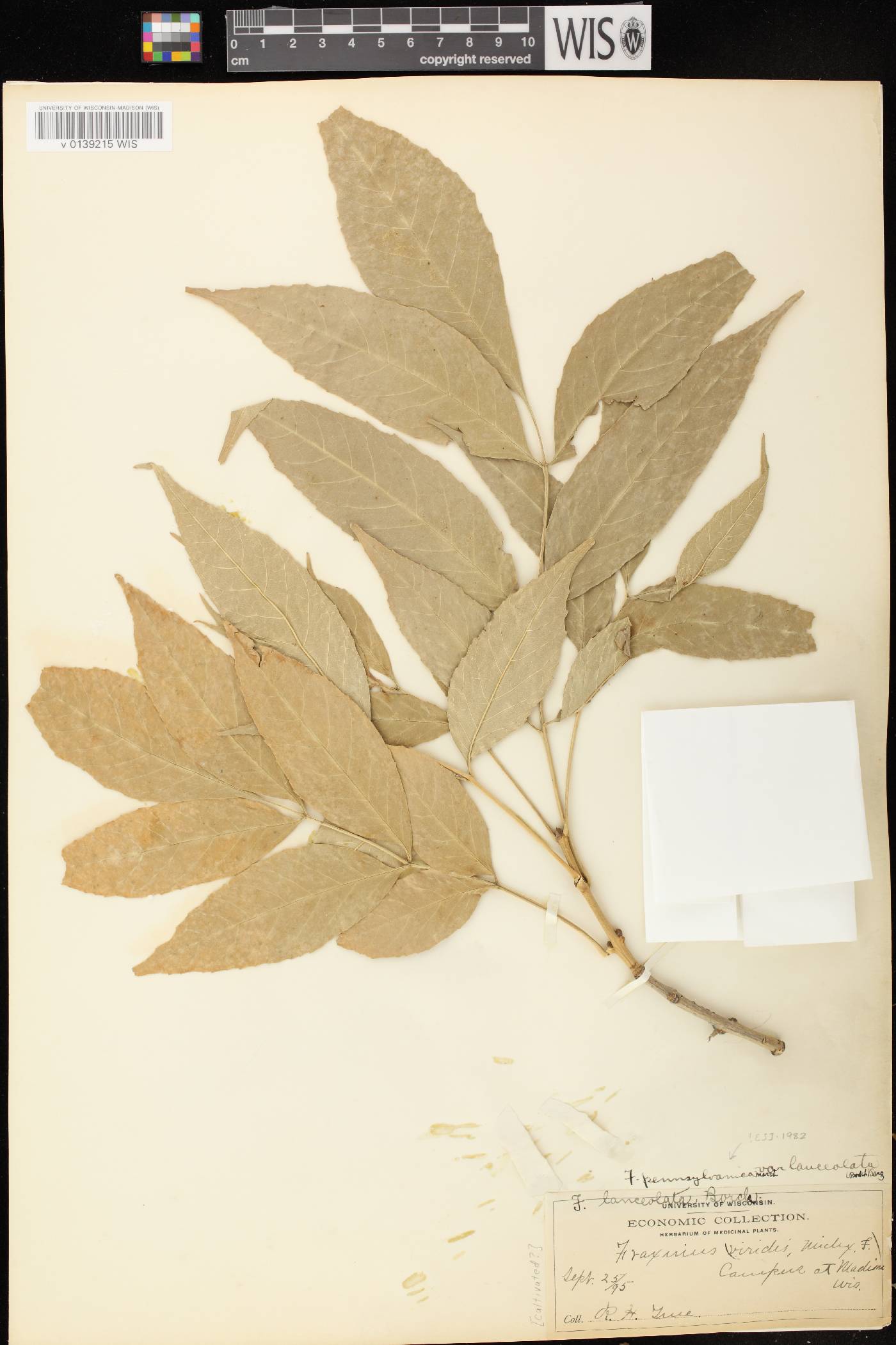 Fraxinus pennsylvanica image