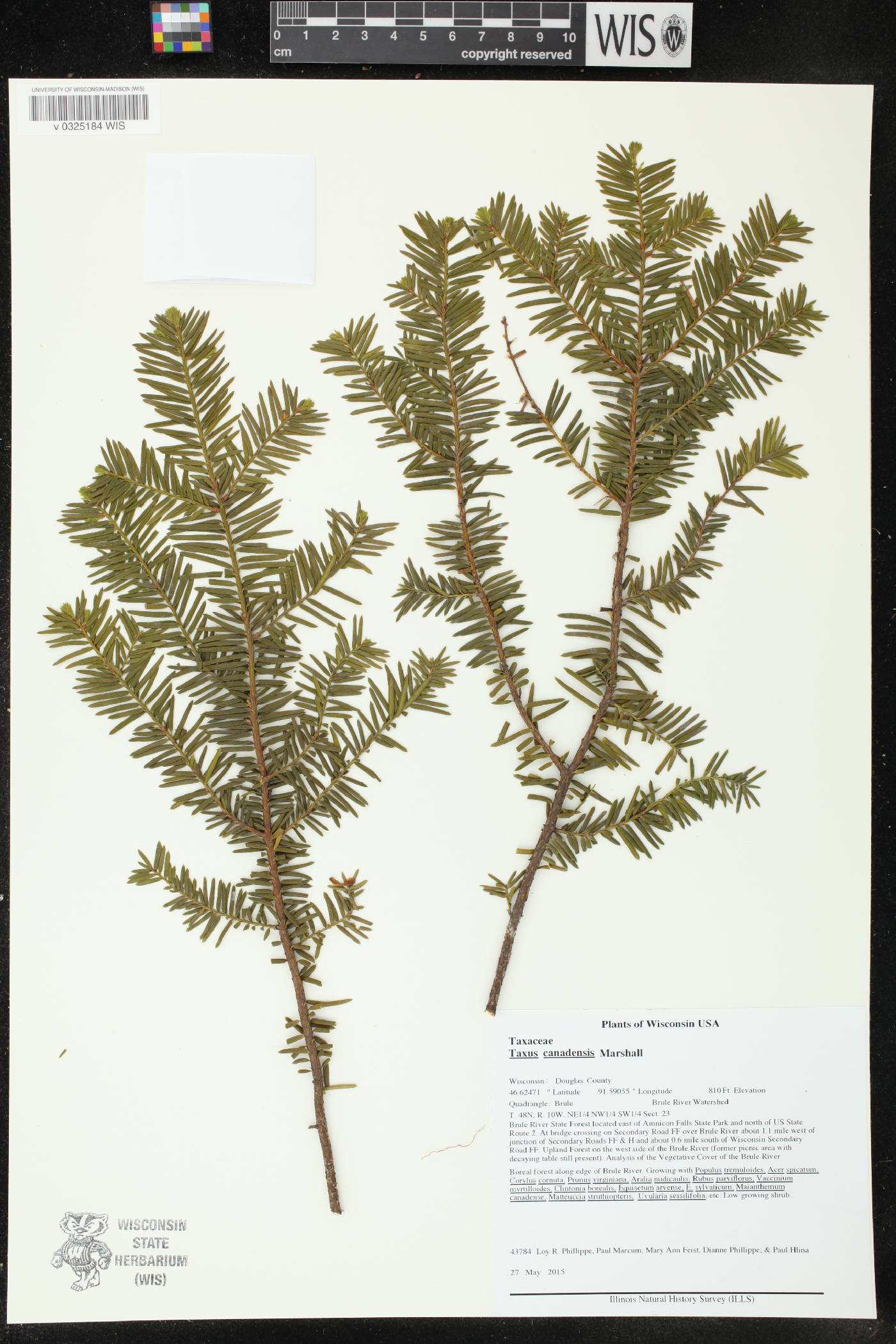 Taxus canadensis image