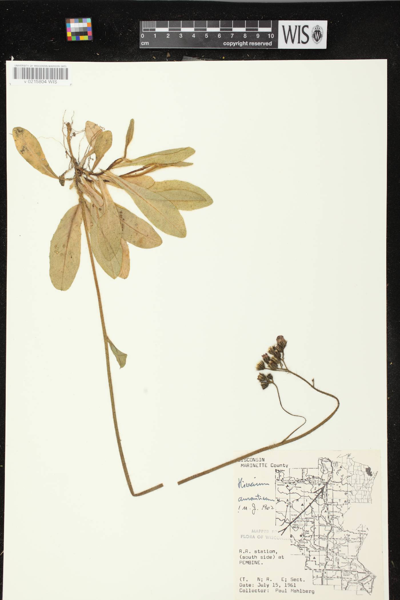 Hieracium aurantiacum image