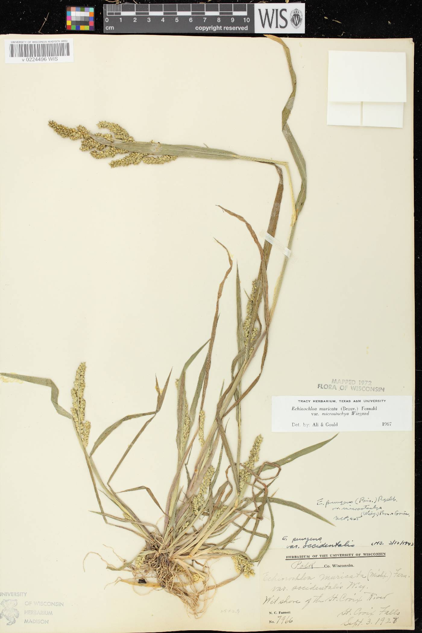 Echinochloa muricata var. microstachya image