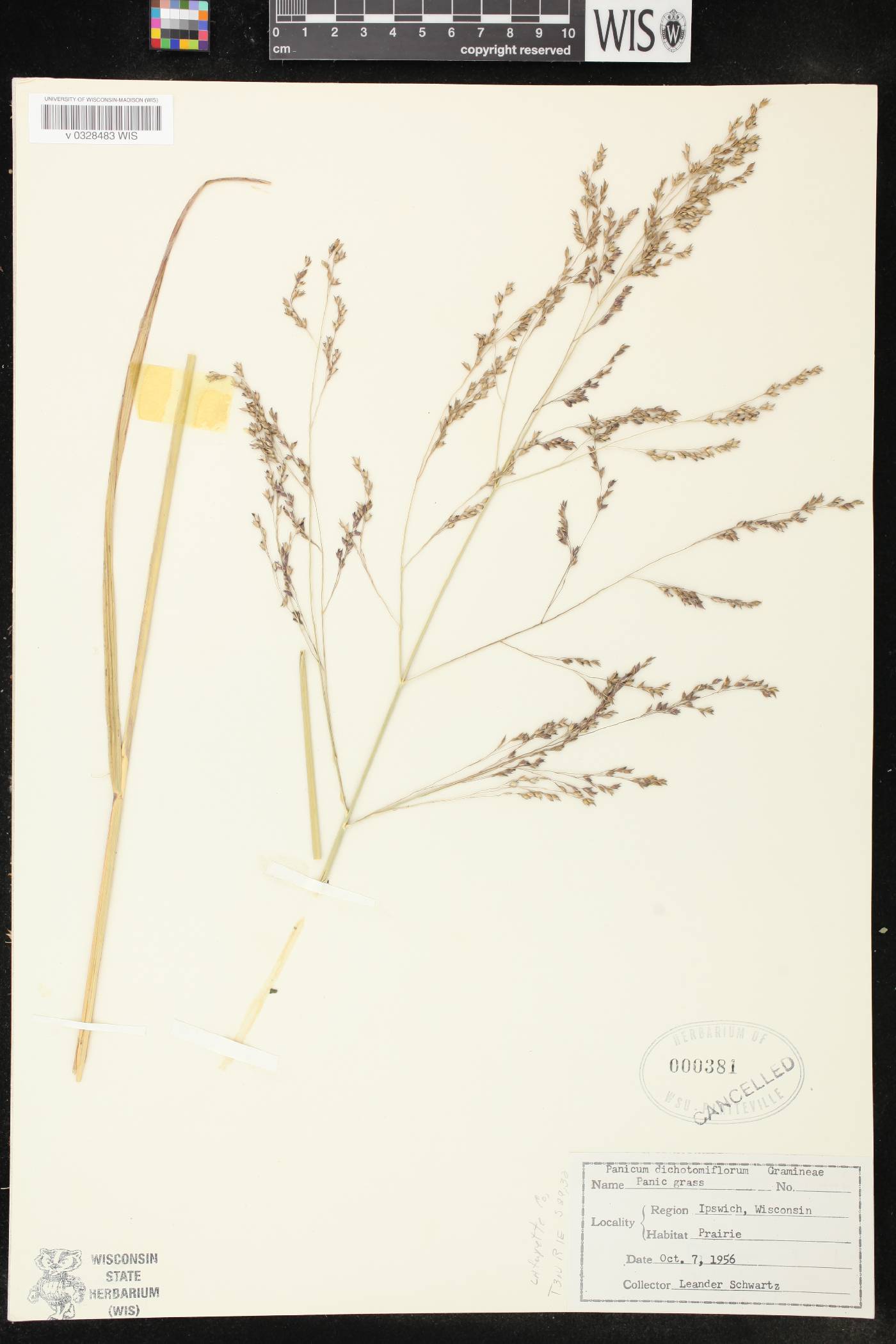 Panicum dichotomiflorum subsp. dichotomiflorum image