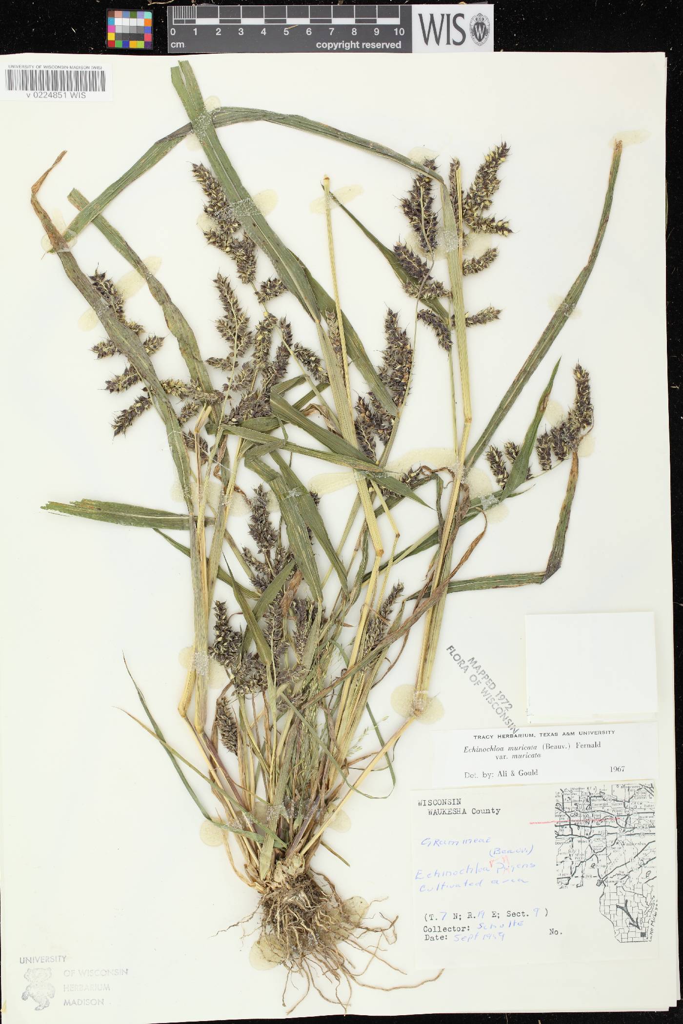 Echinochloa muricata var. muricata image