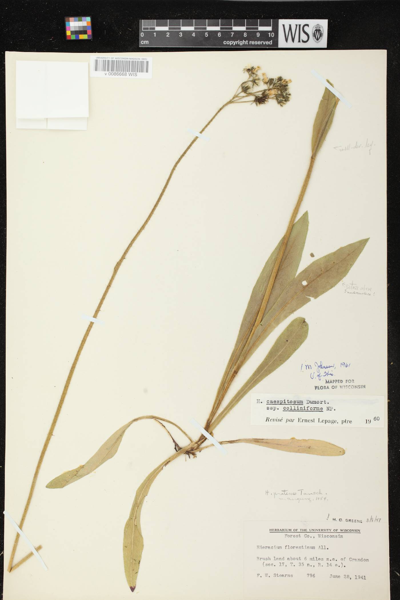 Hieracium caespitosum image