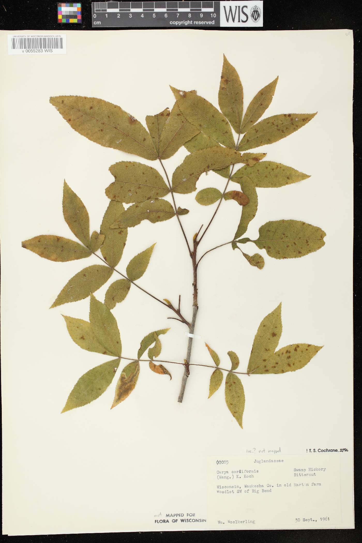 Carya cordiformis image