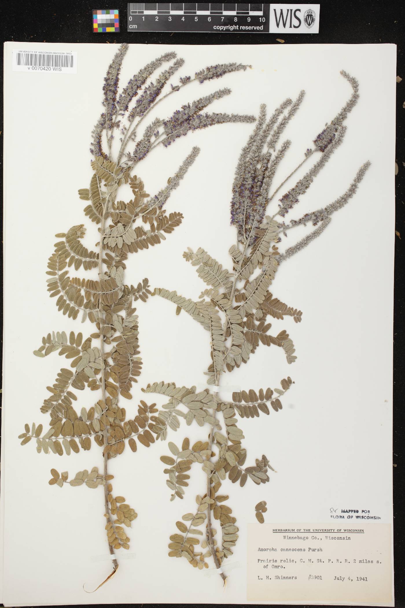 Amorpha canescens image