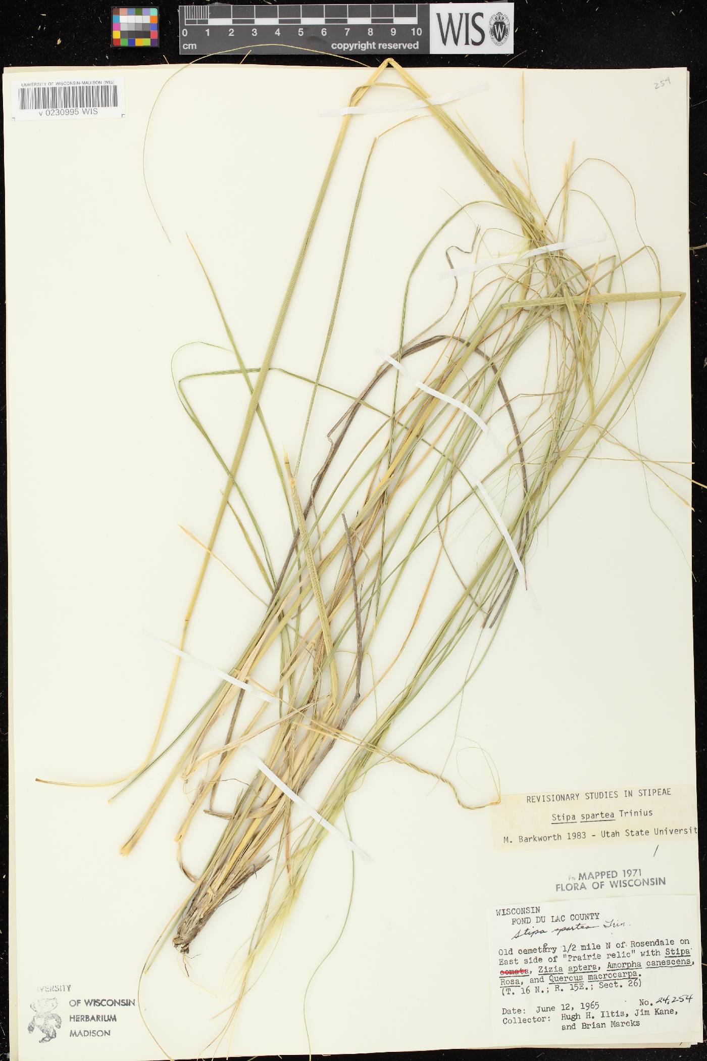Hesperostipa spartea image