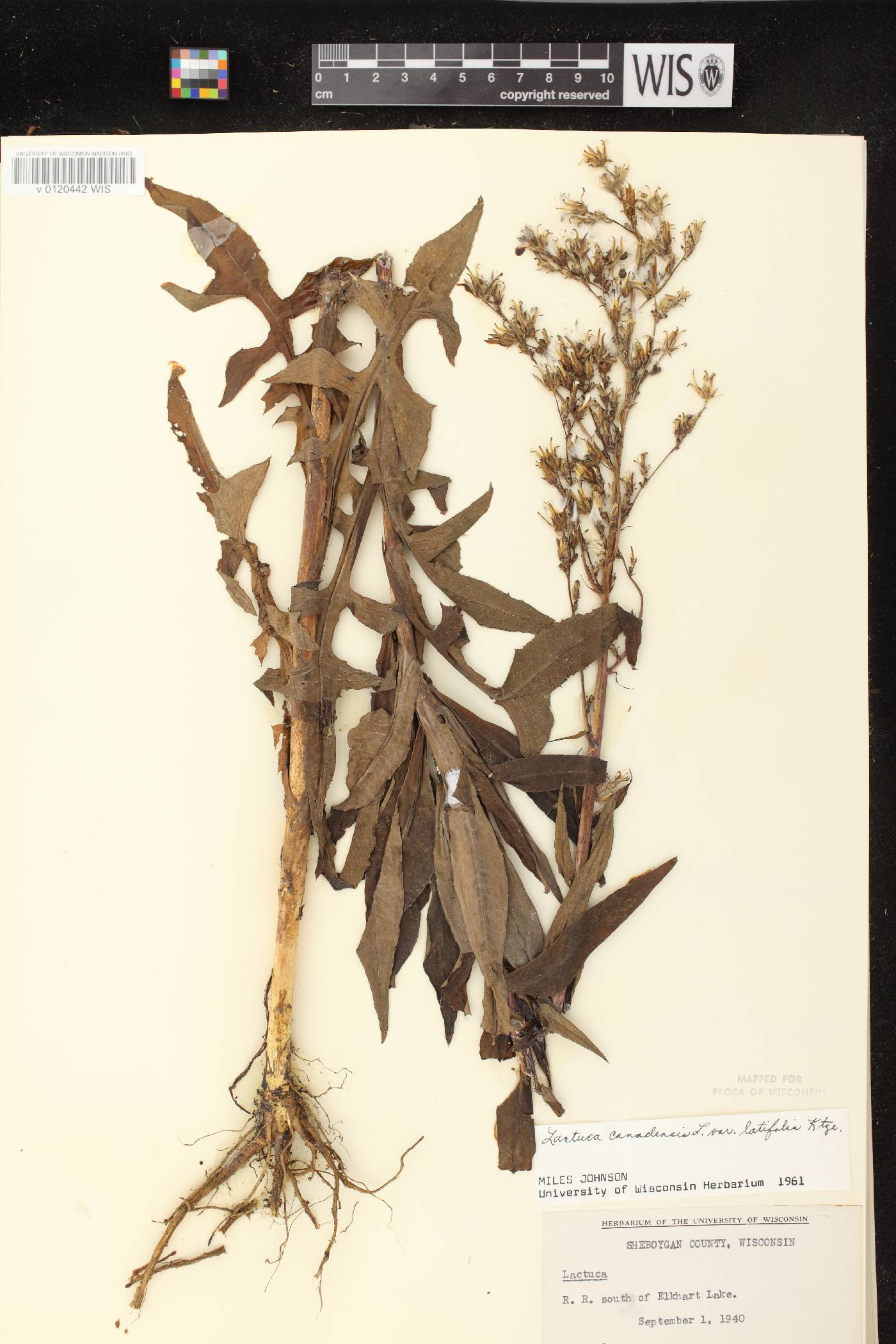 Lactuca canadensis image