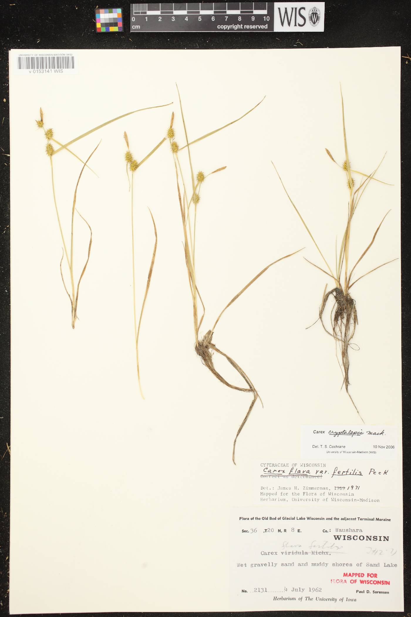 Carex cryptolepis image