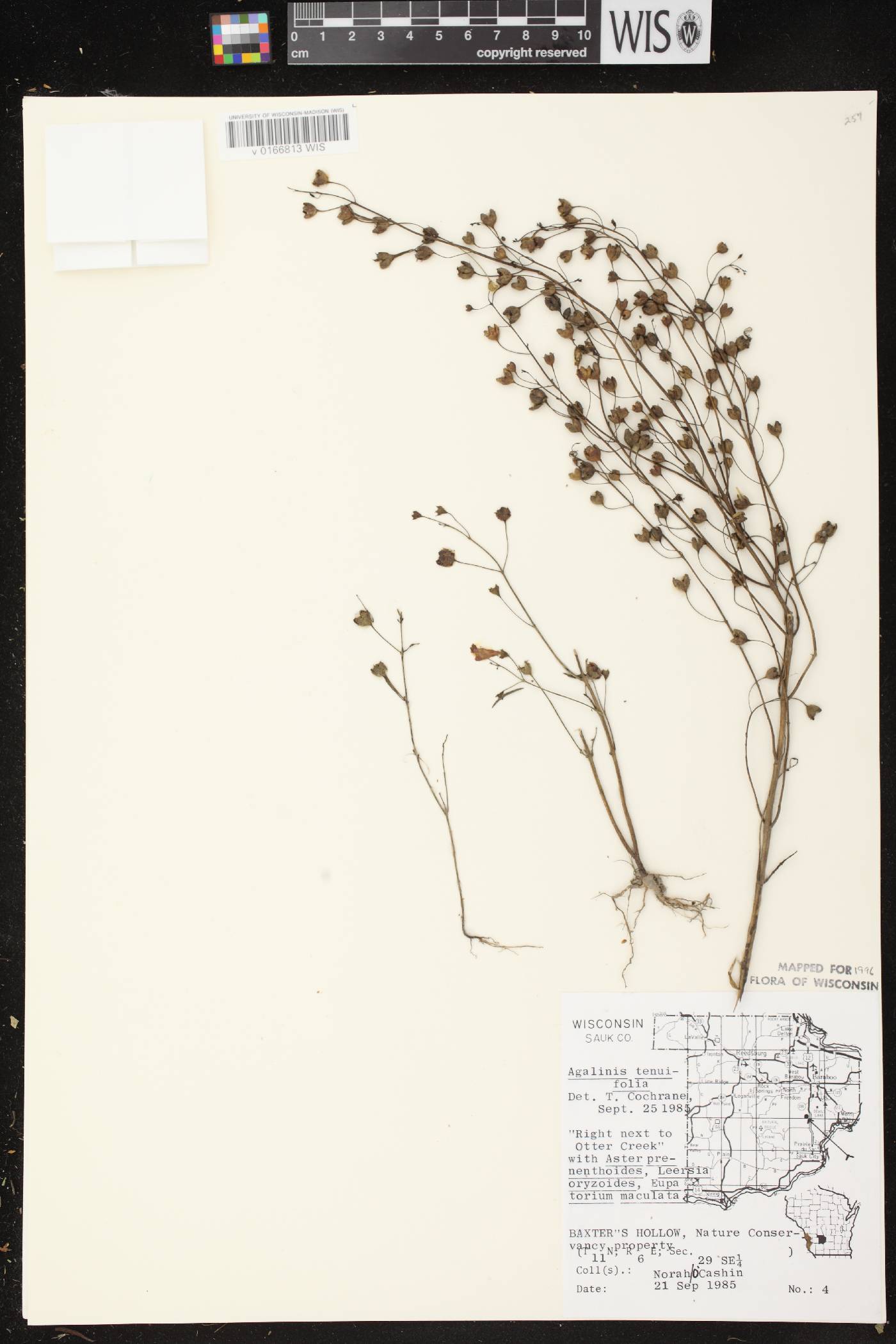Agalinis tenuifolia image