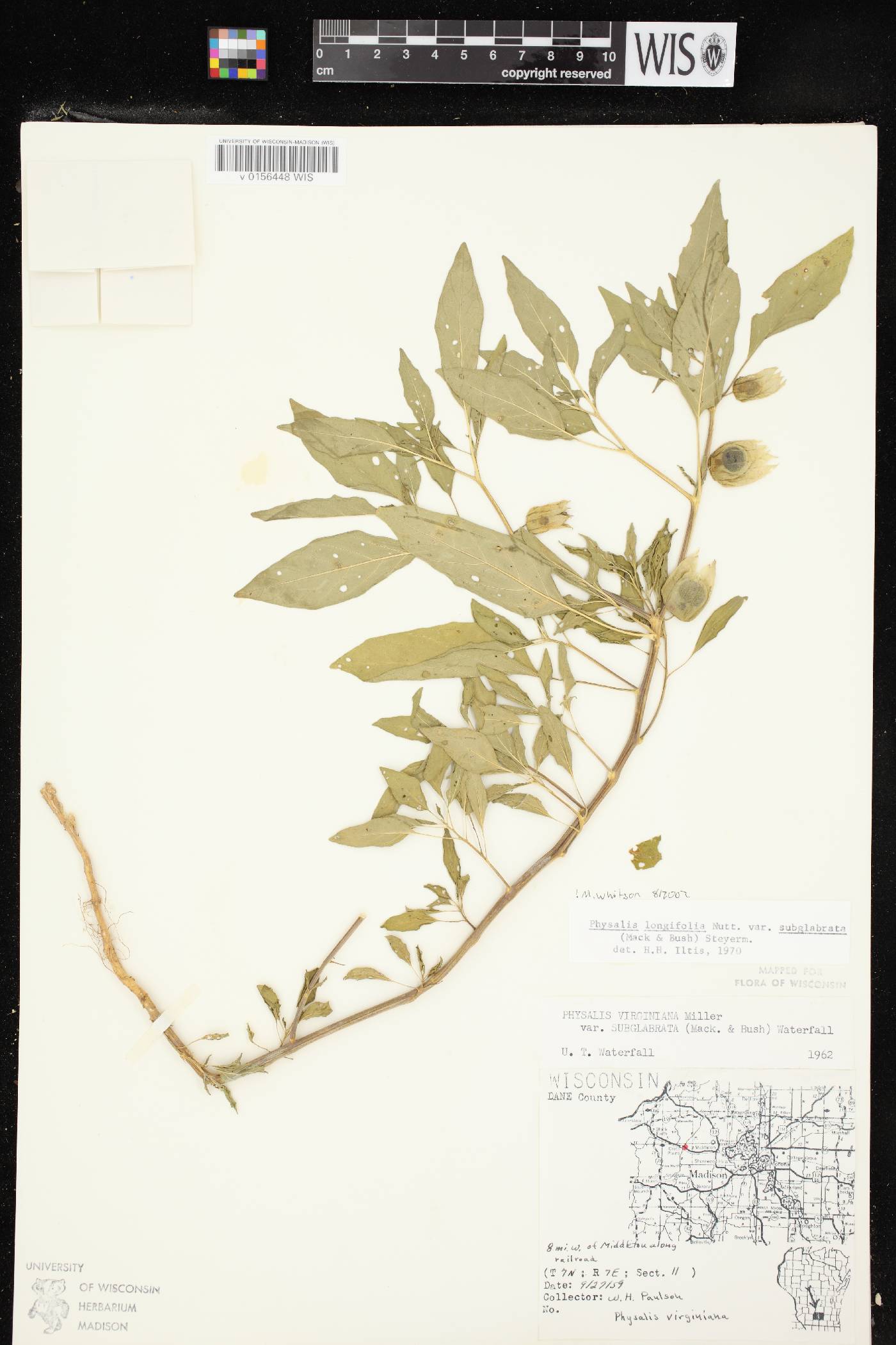 Physalis longifolia image
