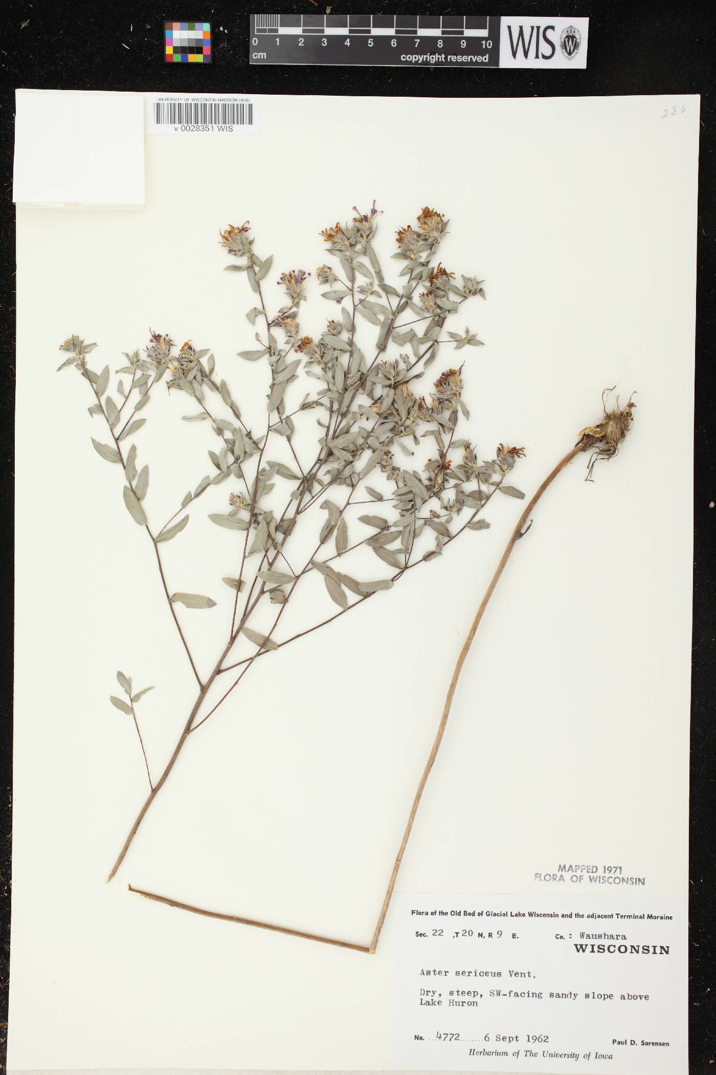 Symphyotrichum sericeum image