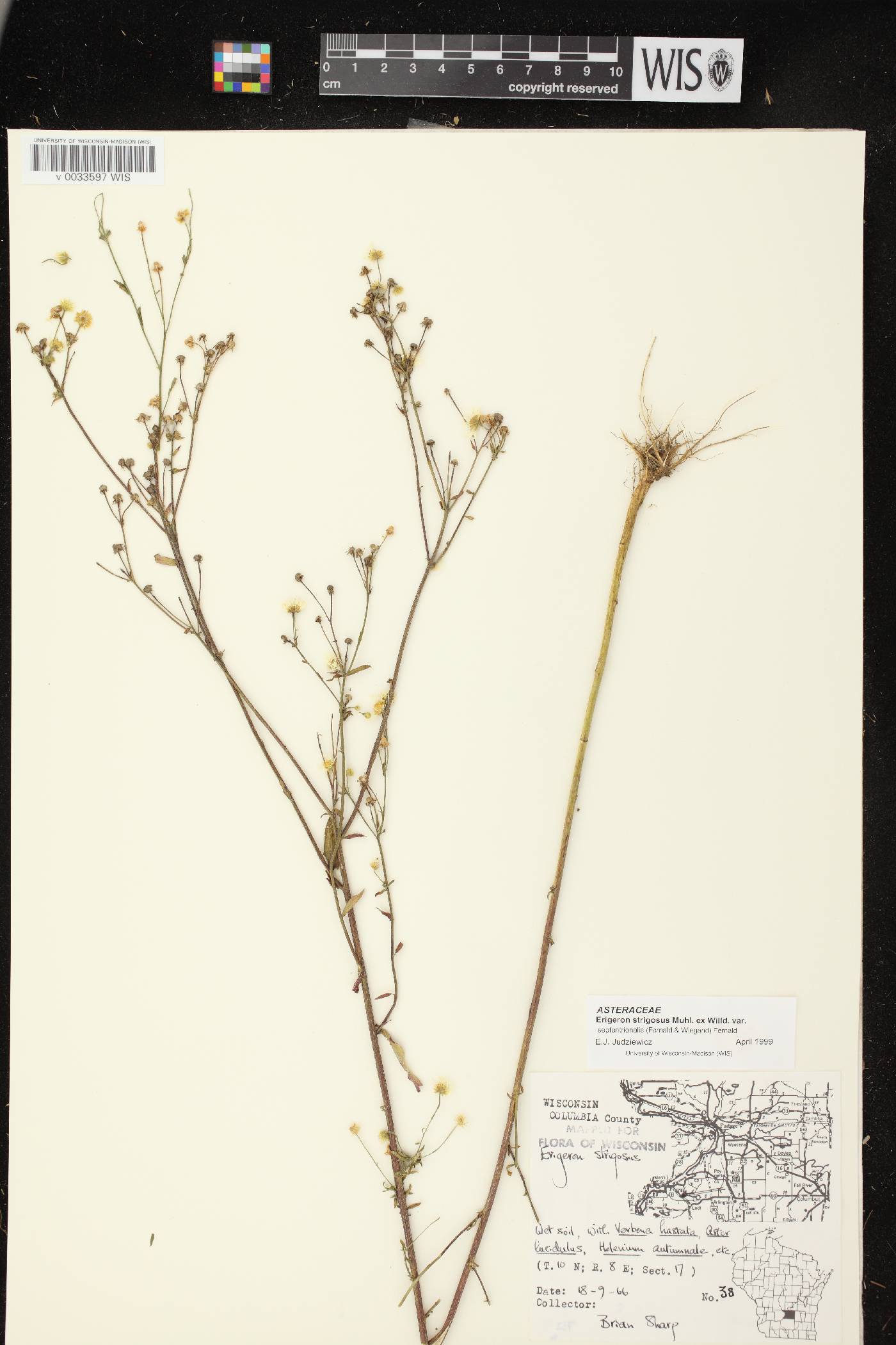 Erigeron strigosus image