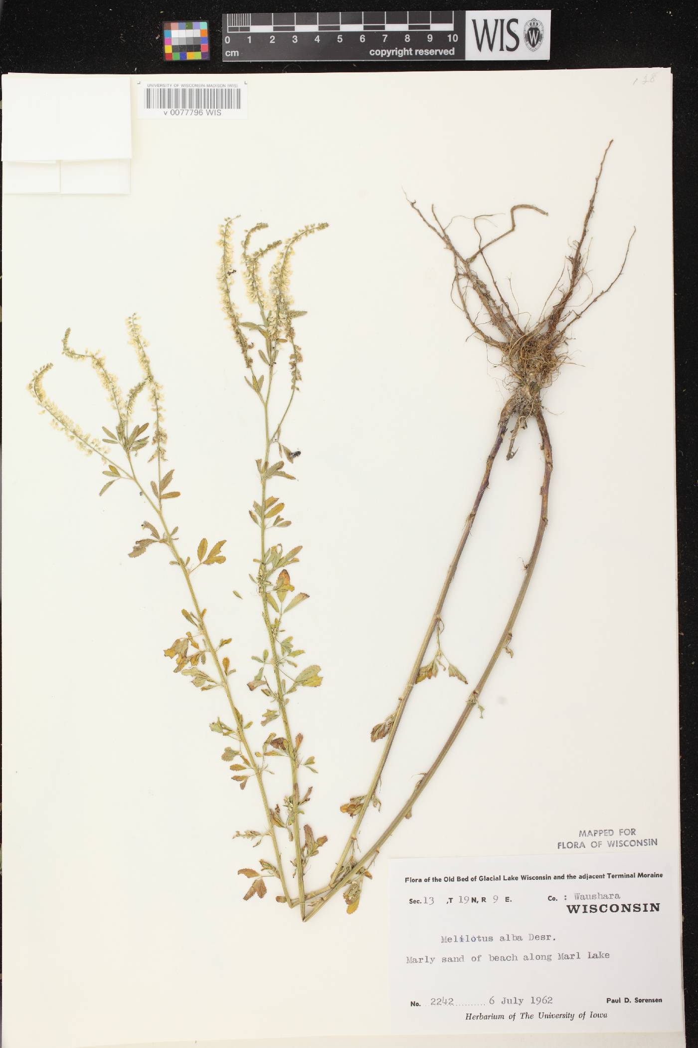 Melilotus albus image