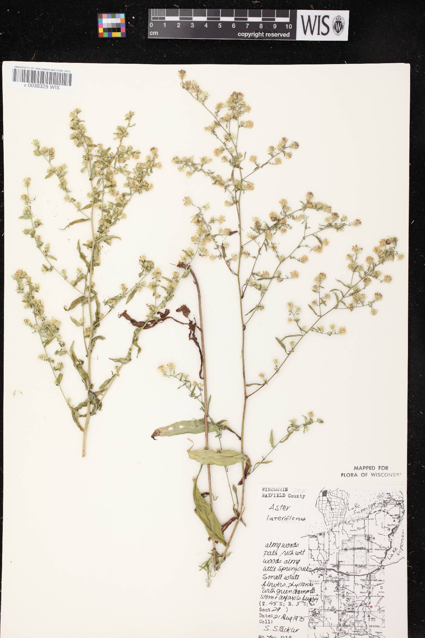 Symphyotrichum lateriflorum image