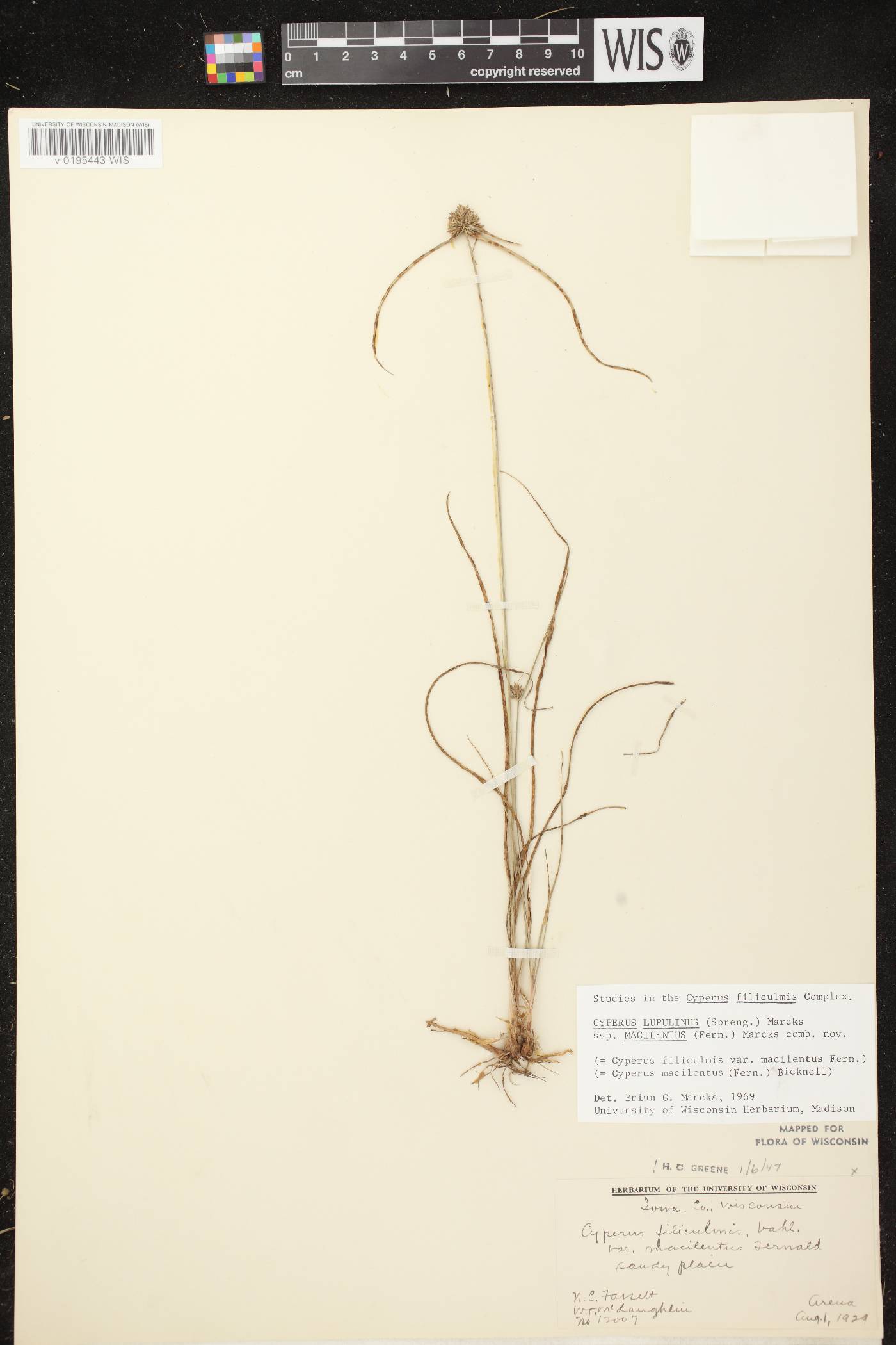 Cyperus lupulinus subsp. macilentus image