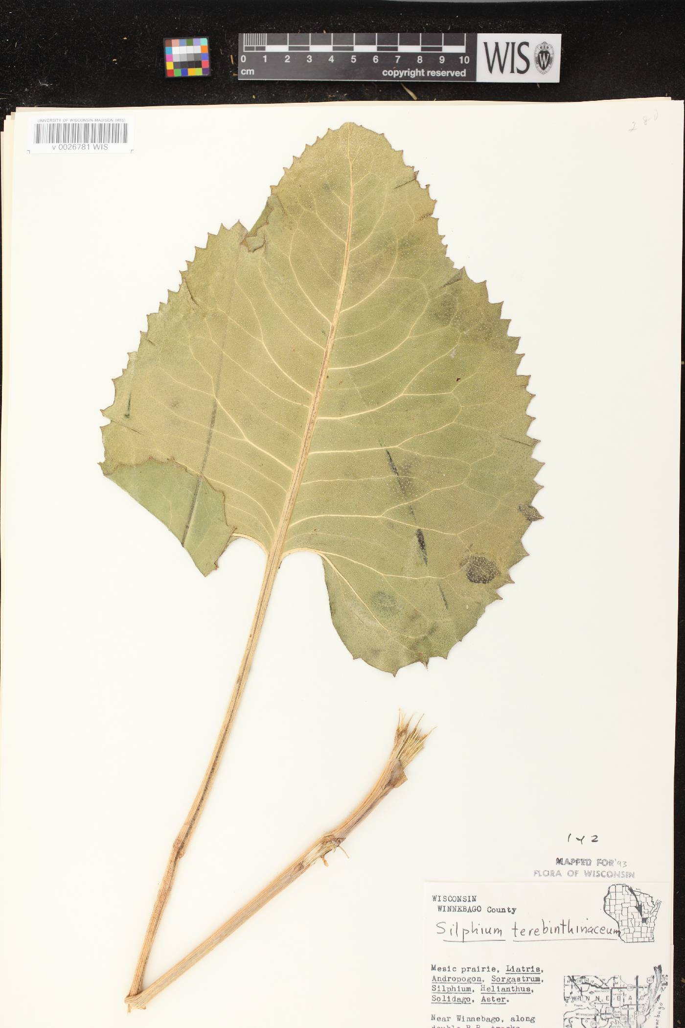 Silphium terebinthinaceum var. terebinthinaceum image
