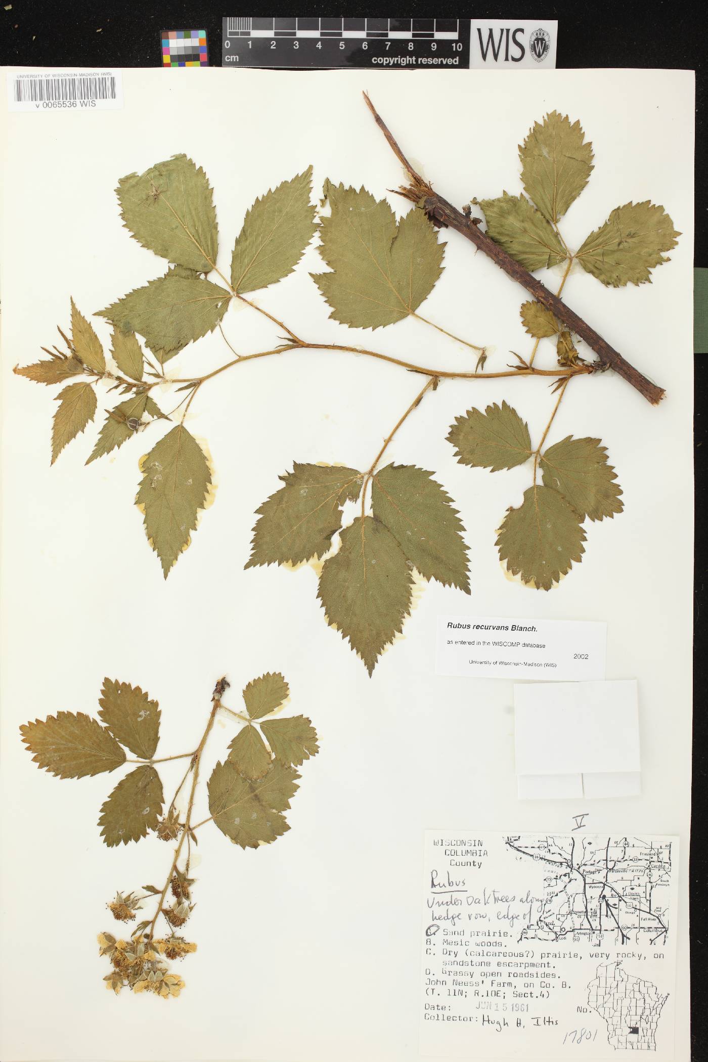 Rubus pensilvanicus image