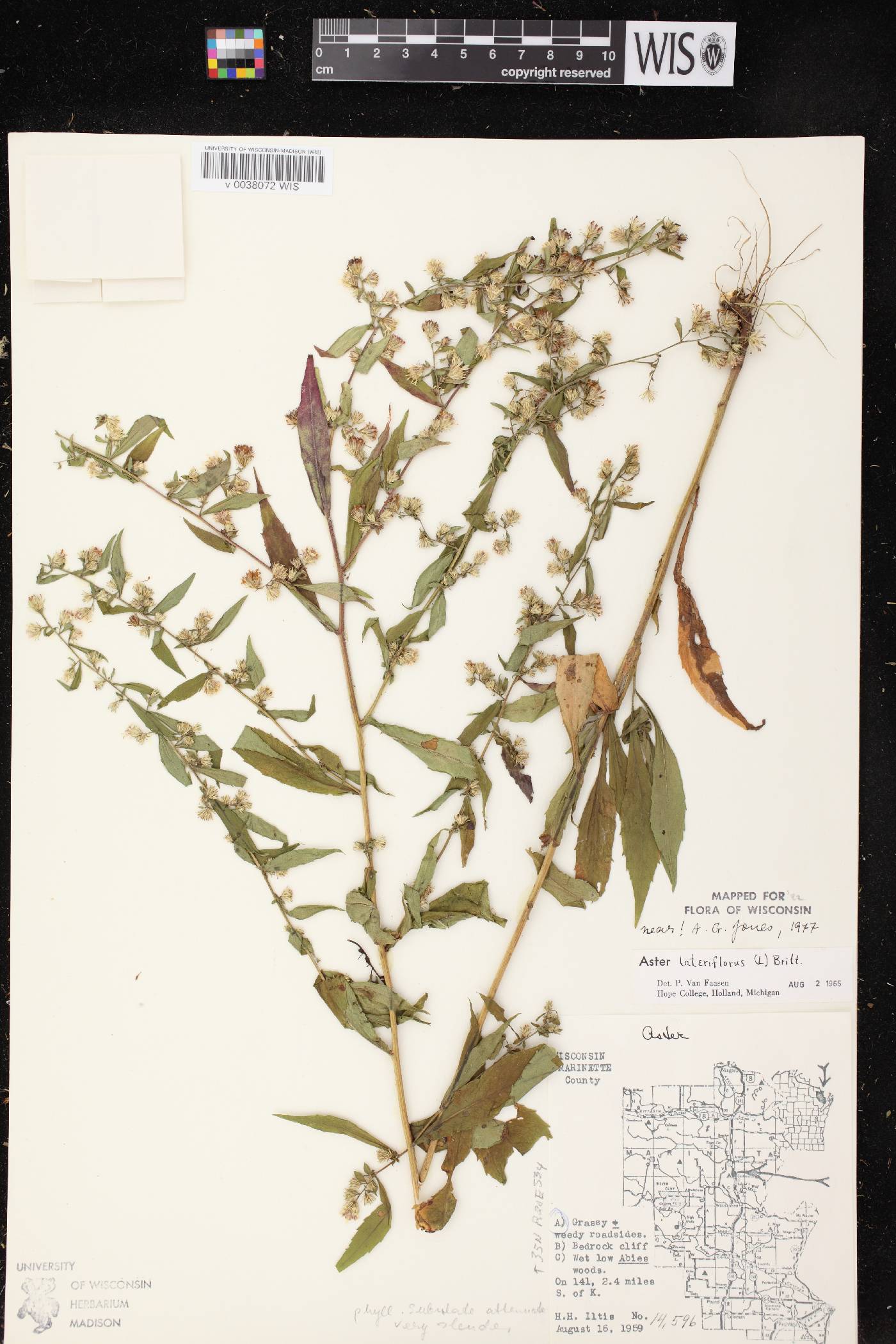 Symphyotrichum lateriflorum image