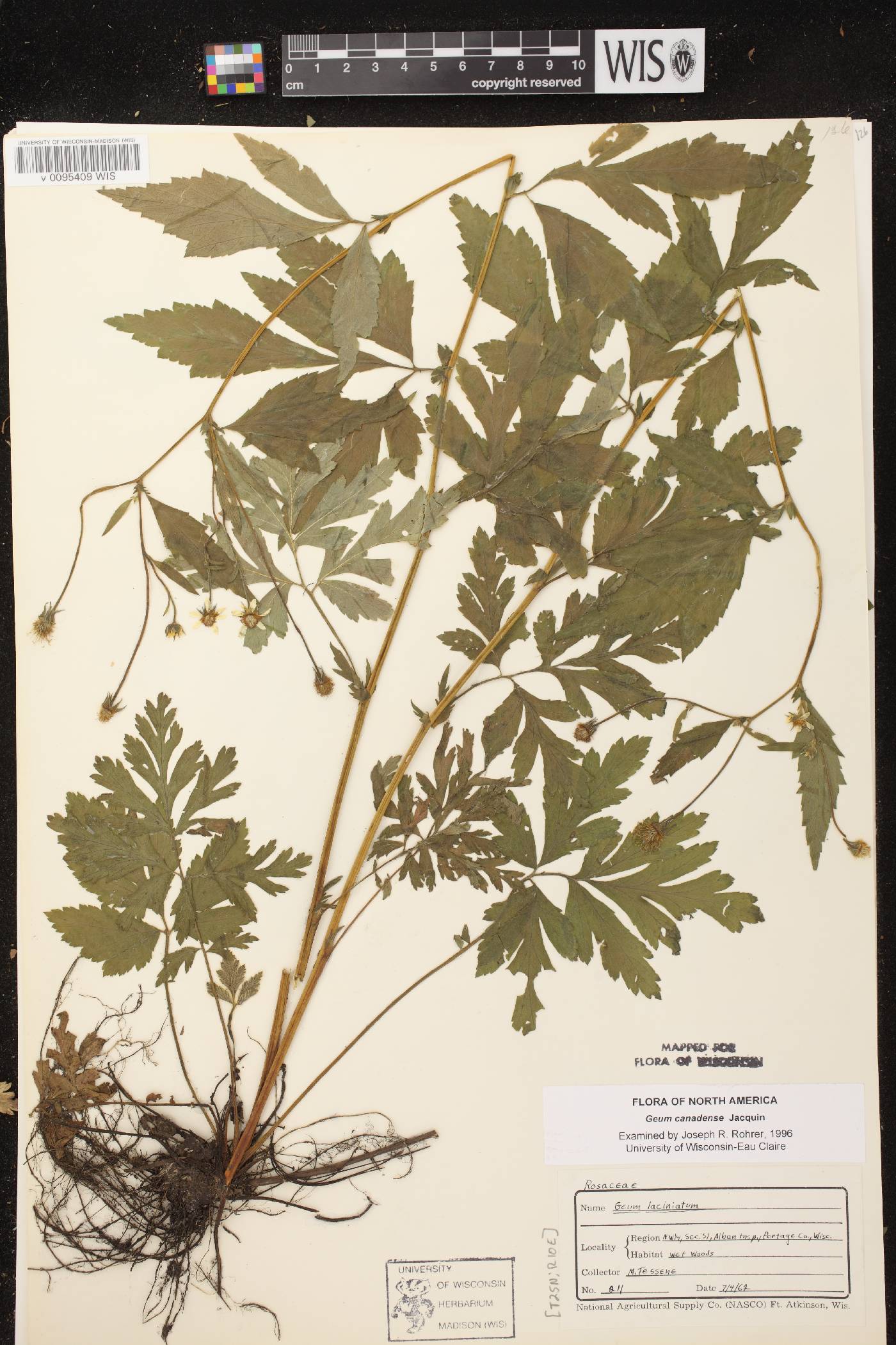 Geum canadense image