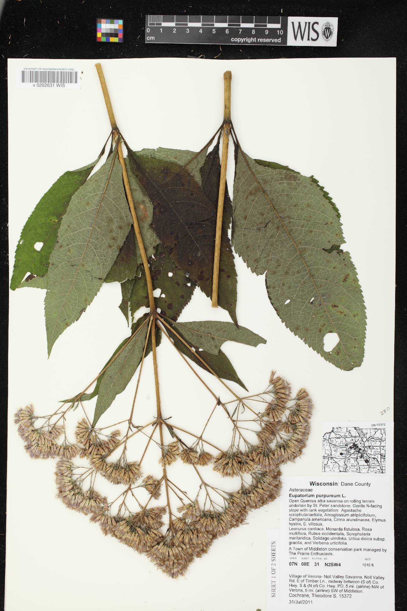 Eutrochium purpureum image