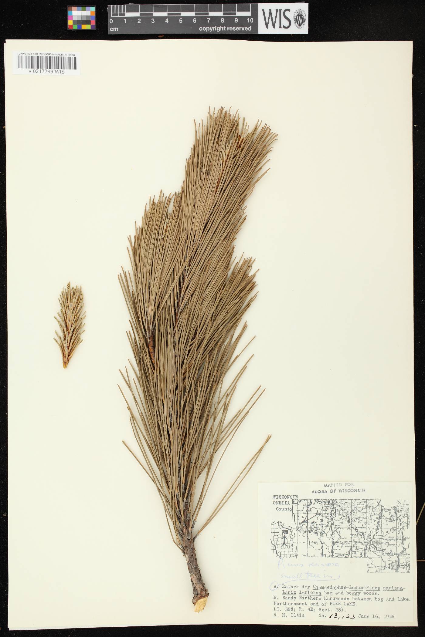 Pinus resinosa image
