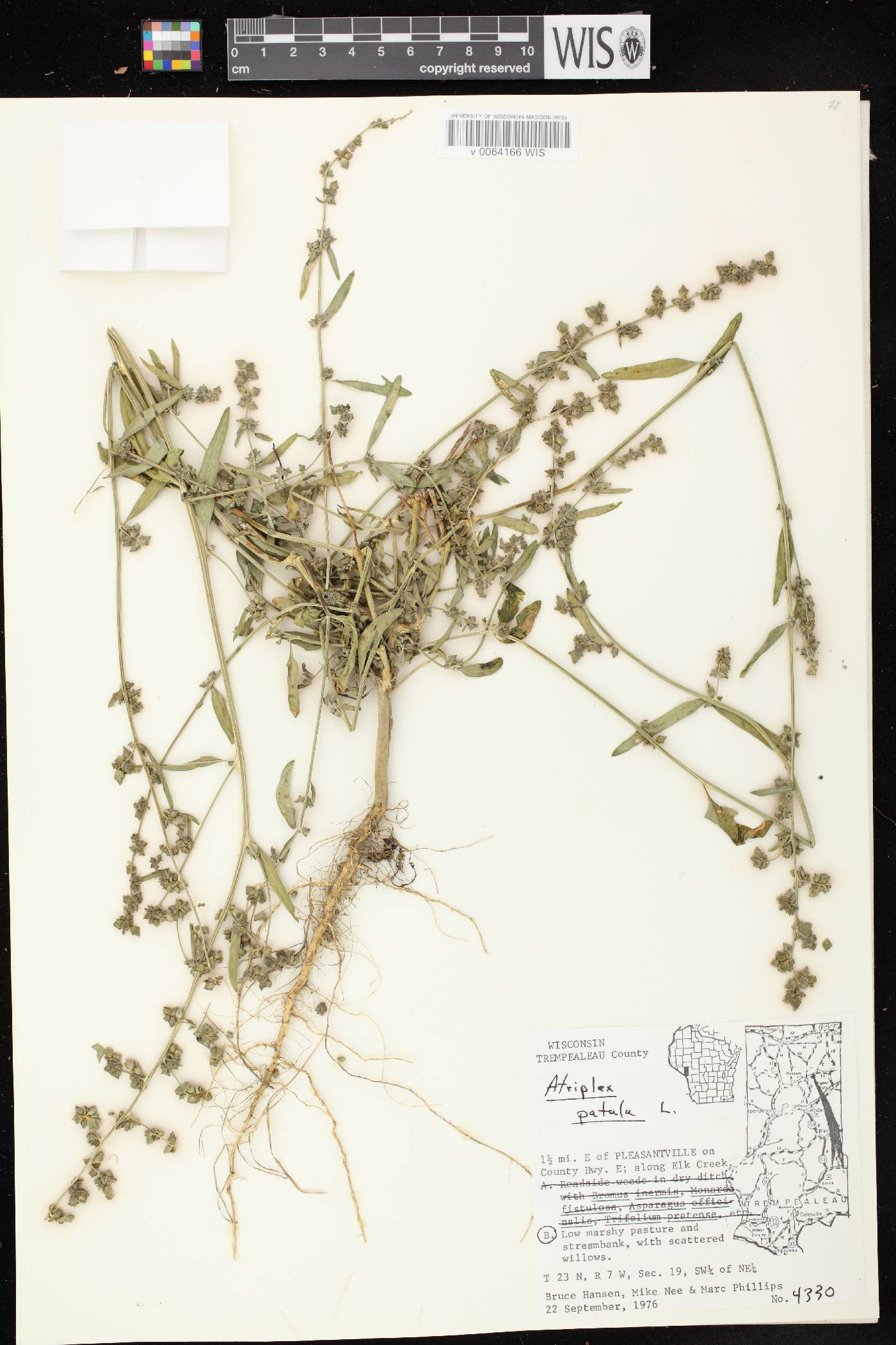 Atriplex patula image
