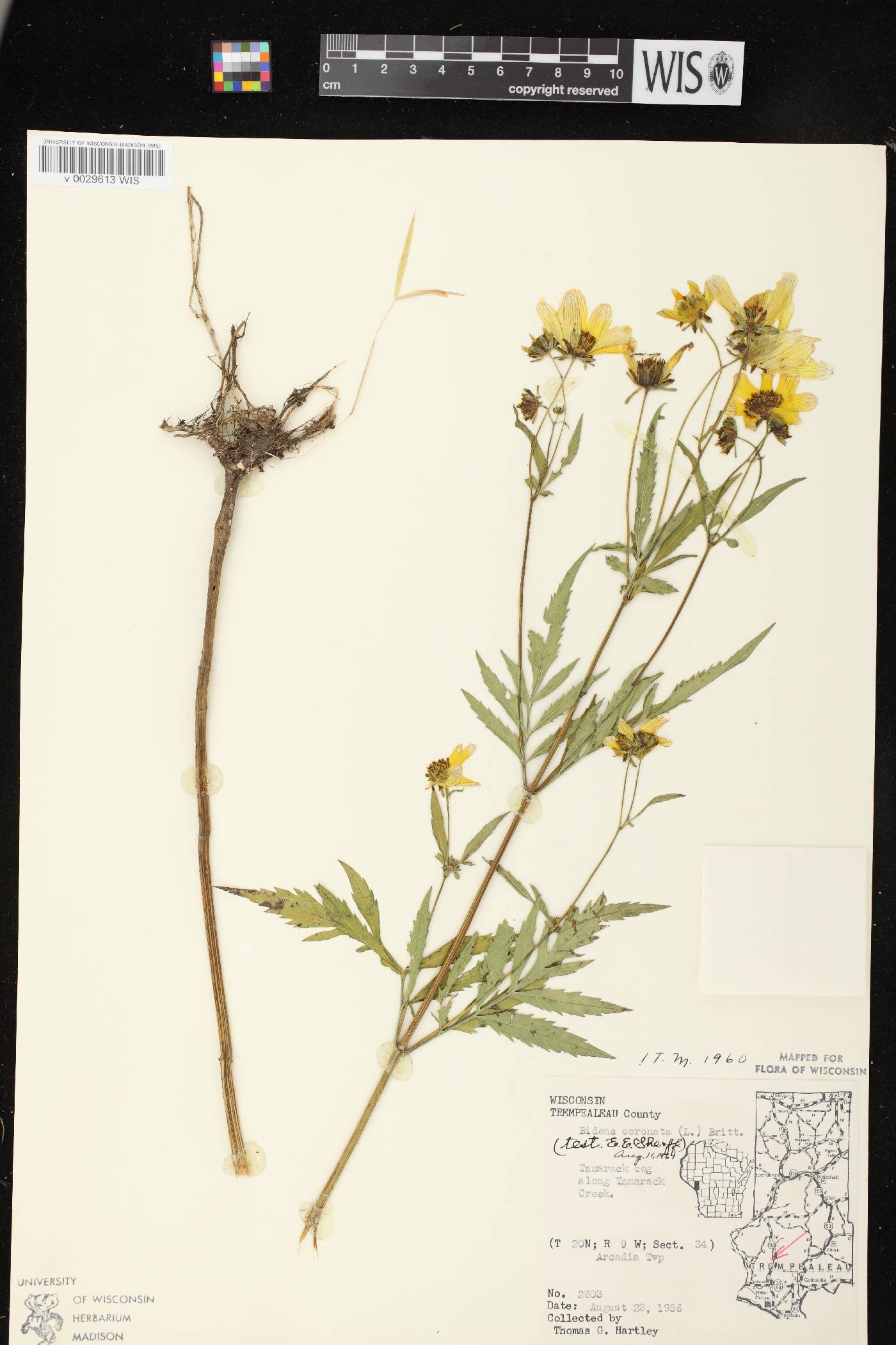 Bidens trichosperma image