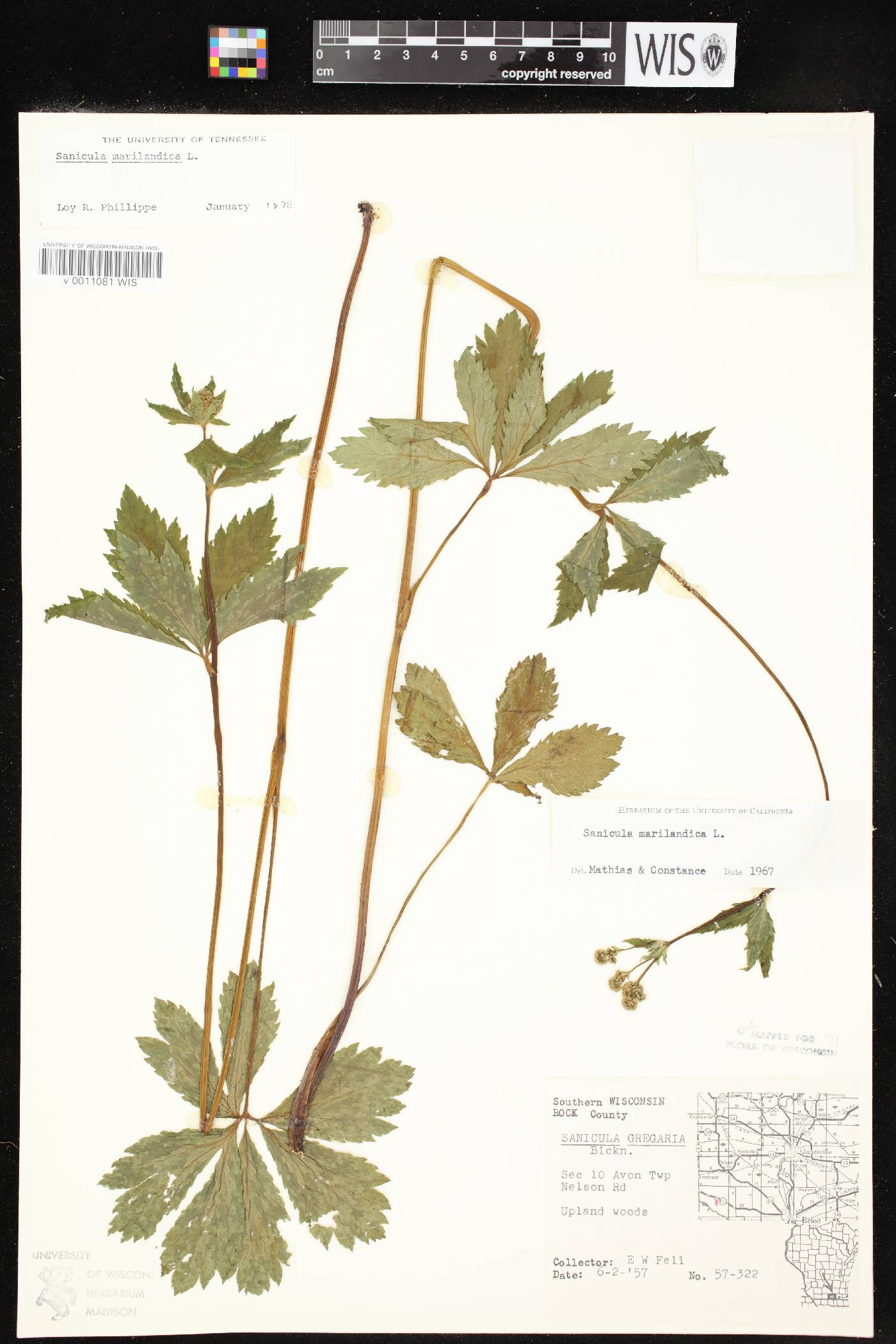Sanicula marilandica image
