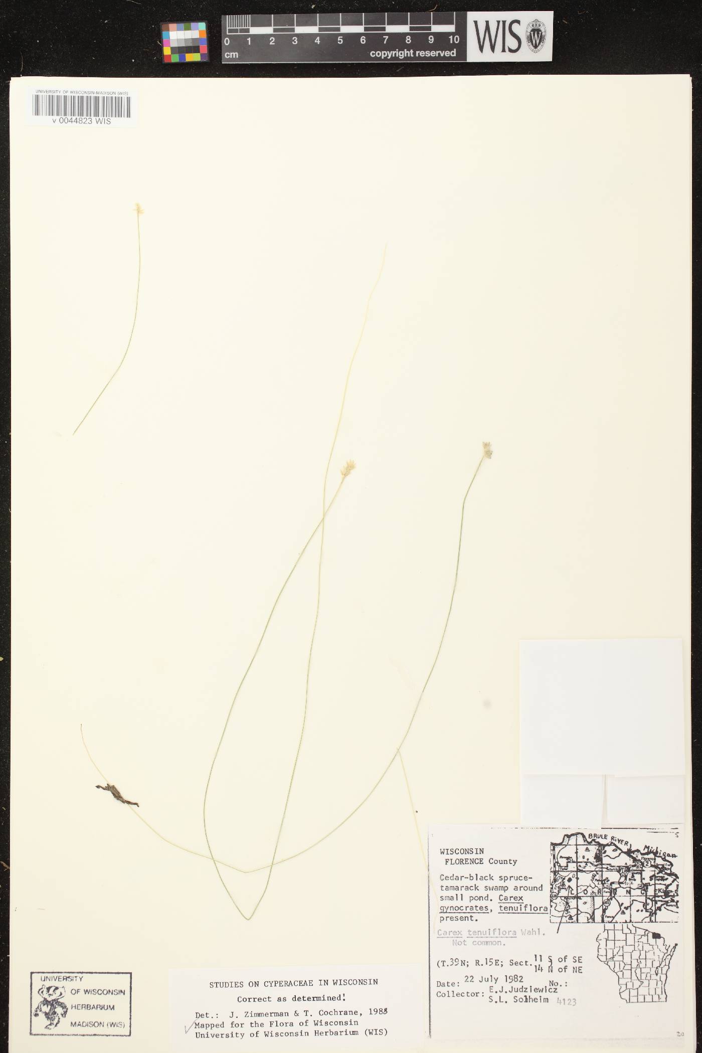Carex tenuiflora image