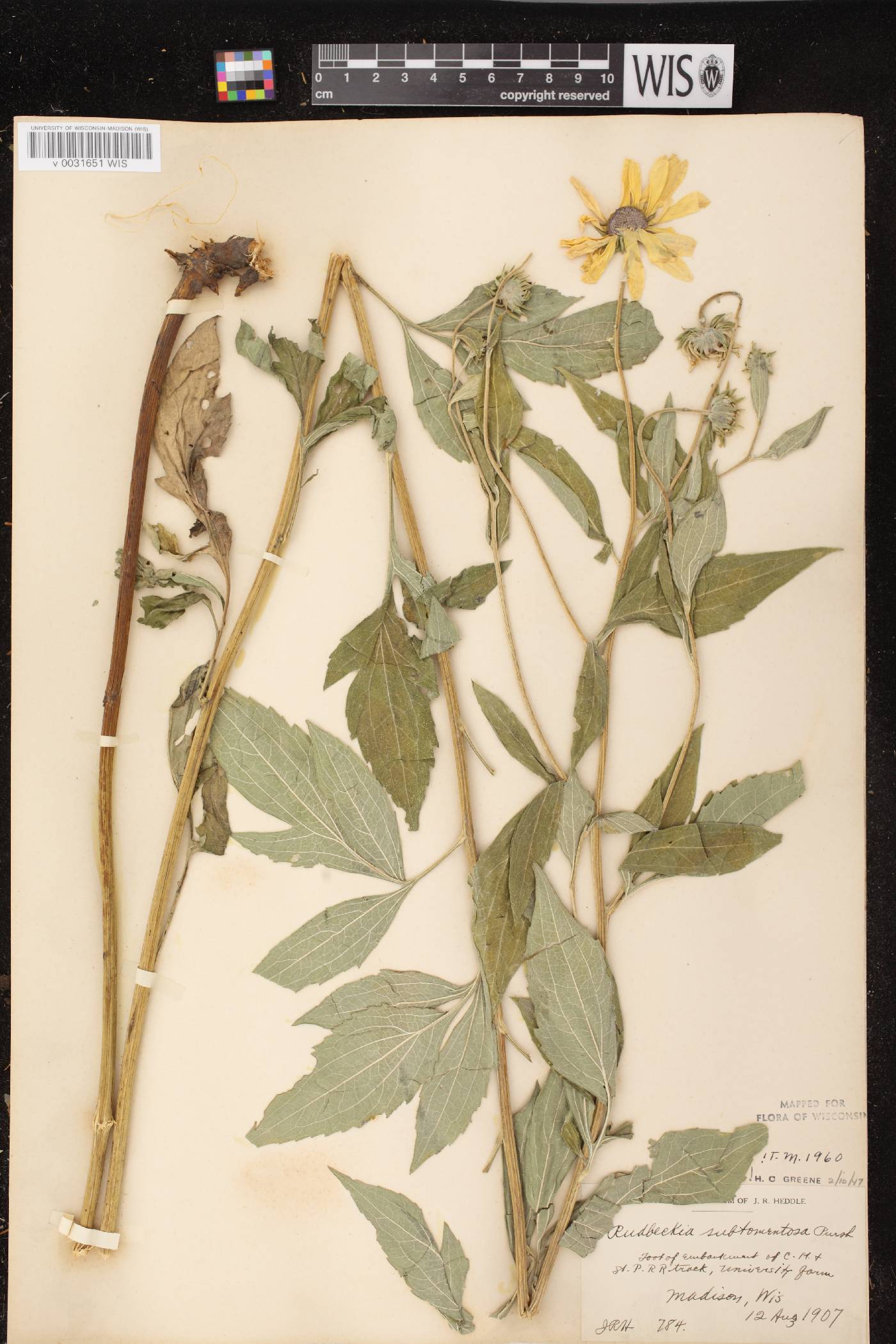 Rudbeckia subtomentosa image