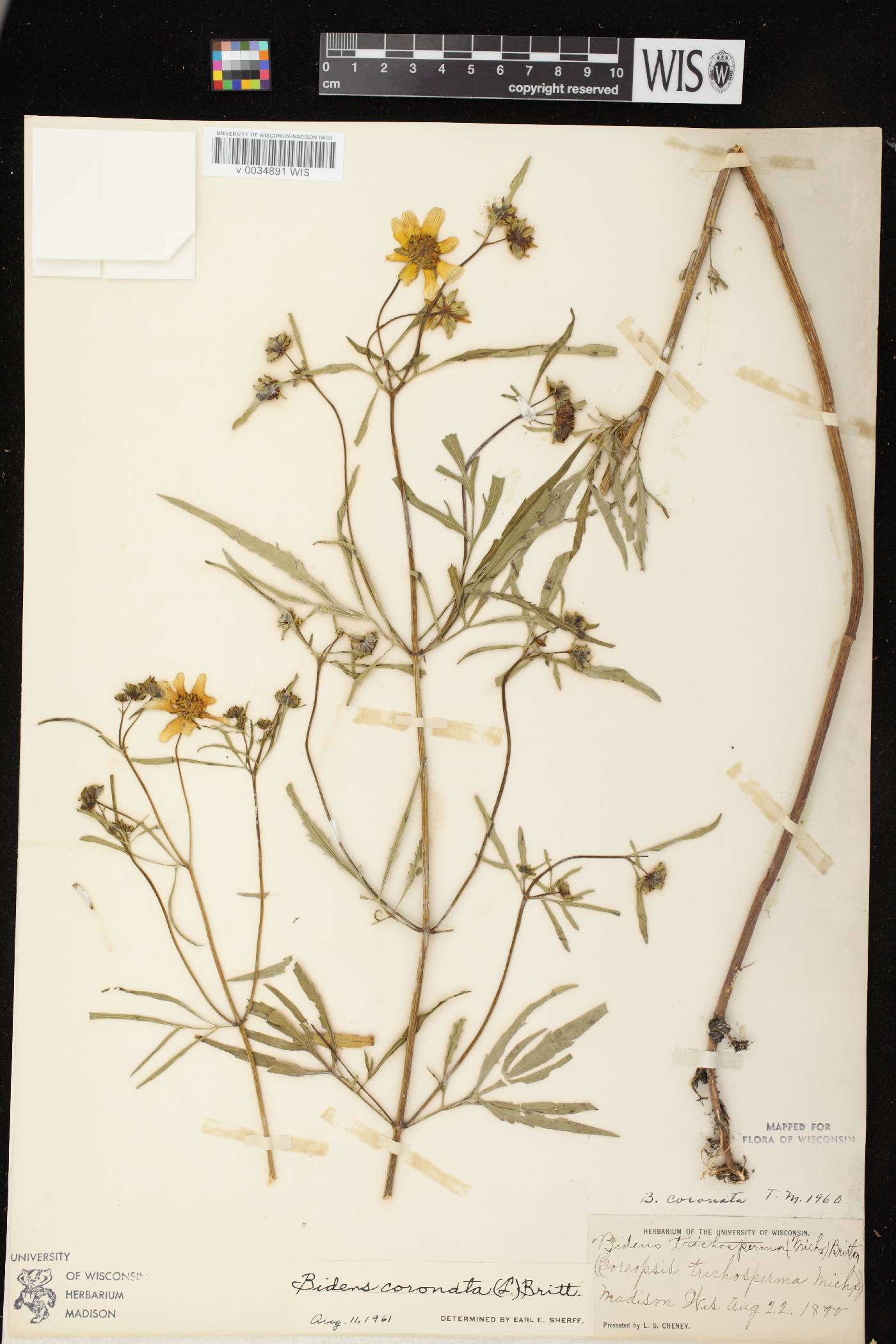 Bidens trichosperma image